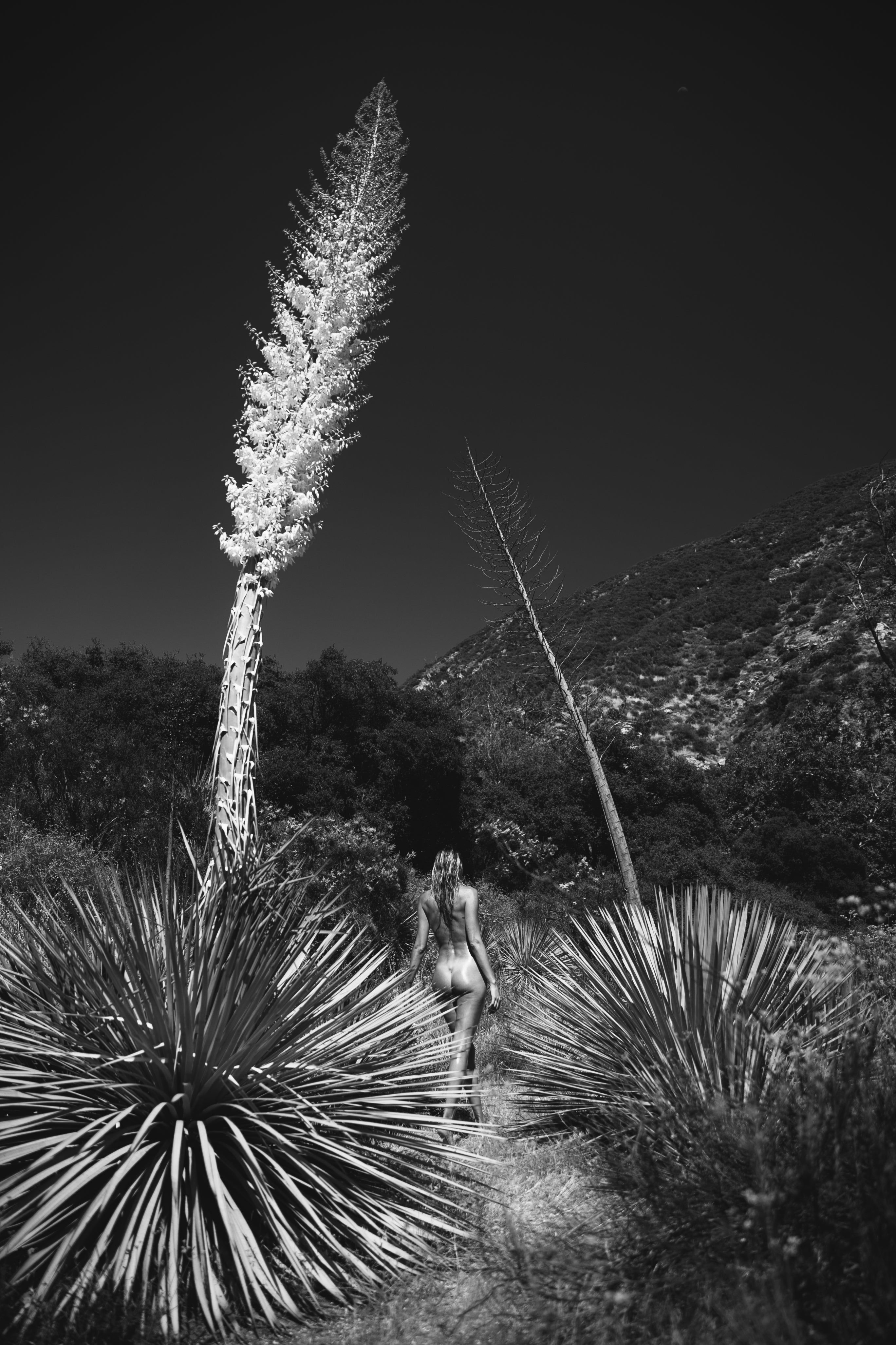Agave Bloom - Wall of Venus