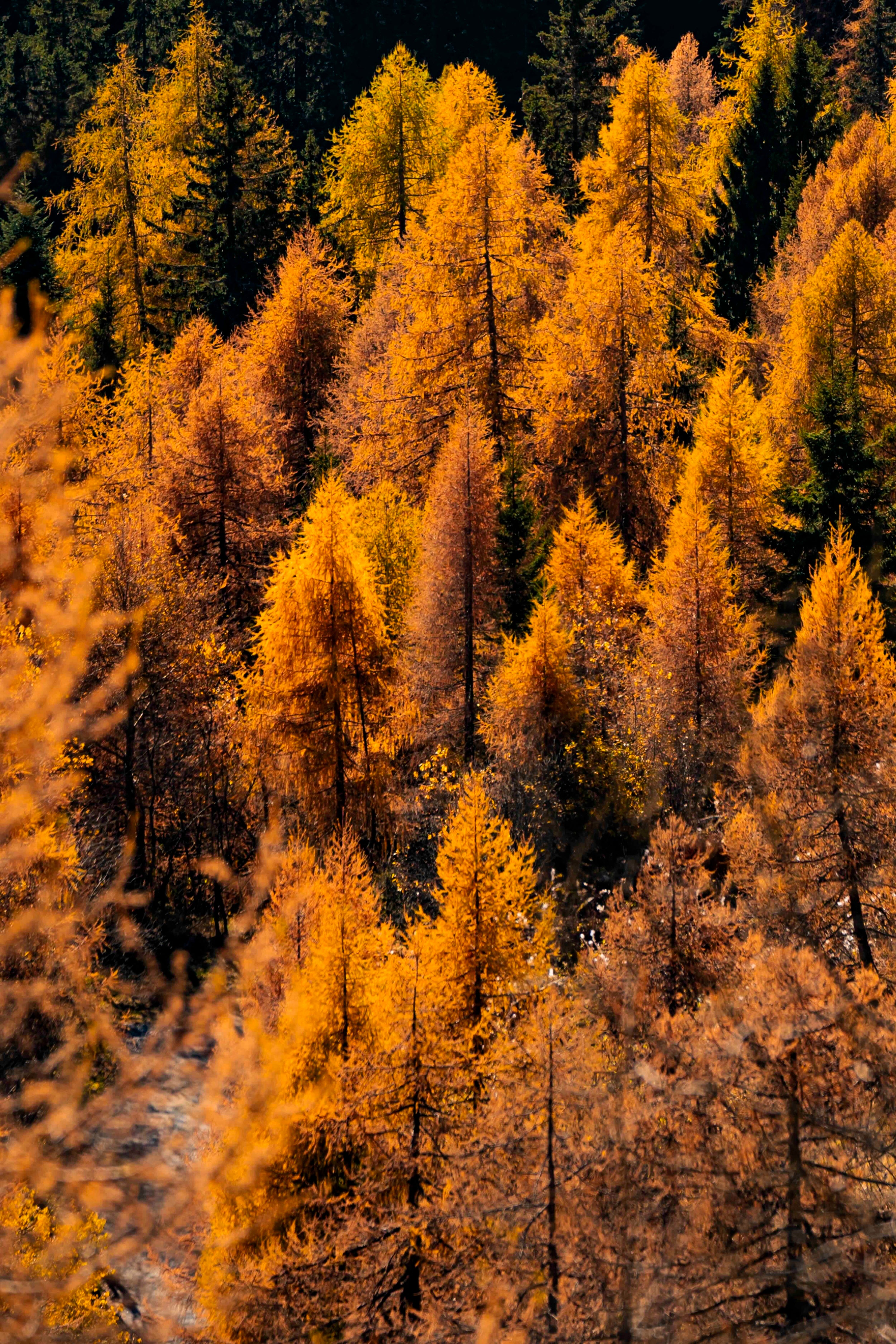 Foliage - Wall of Venus