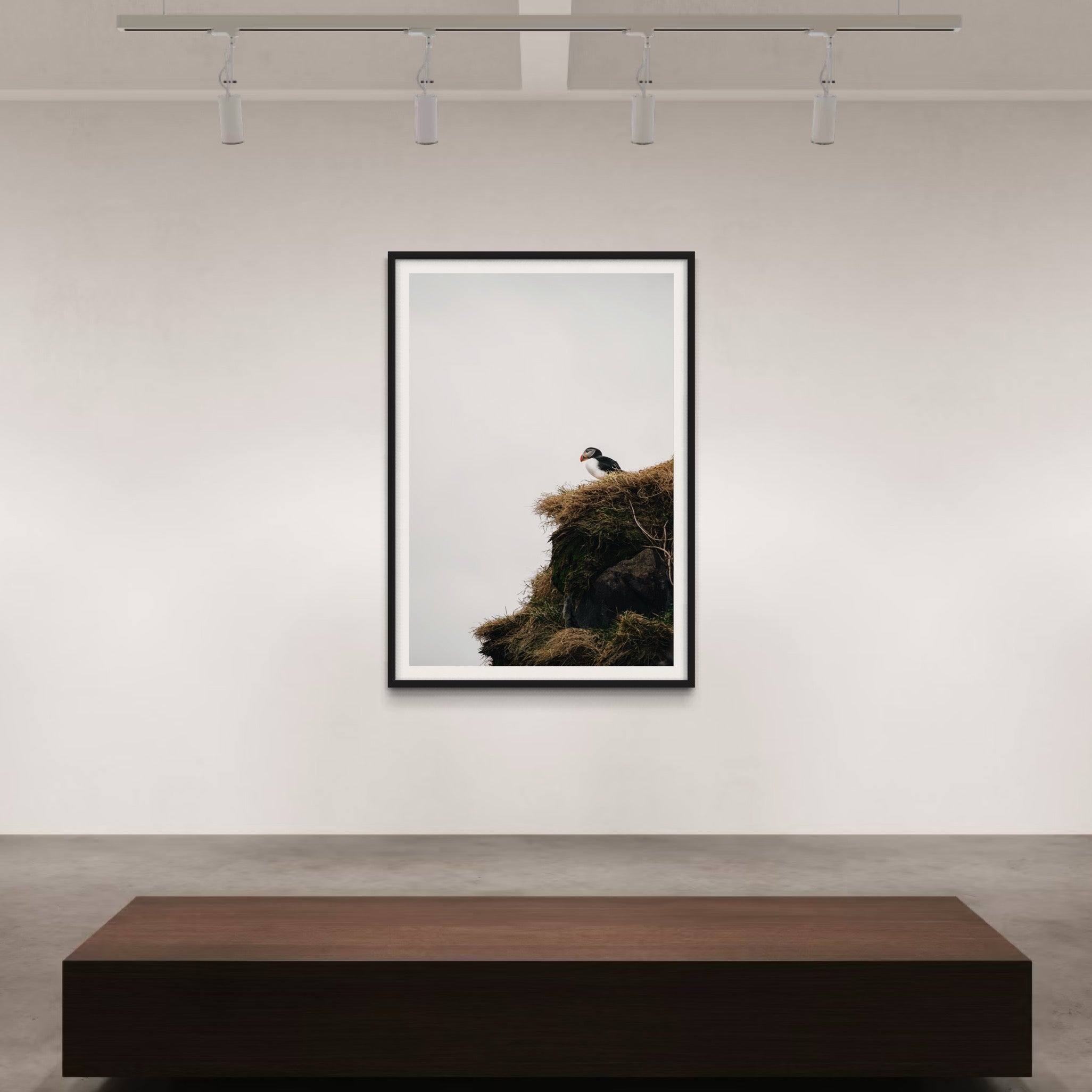 Puffin - Wall of Venus