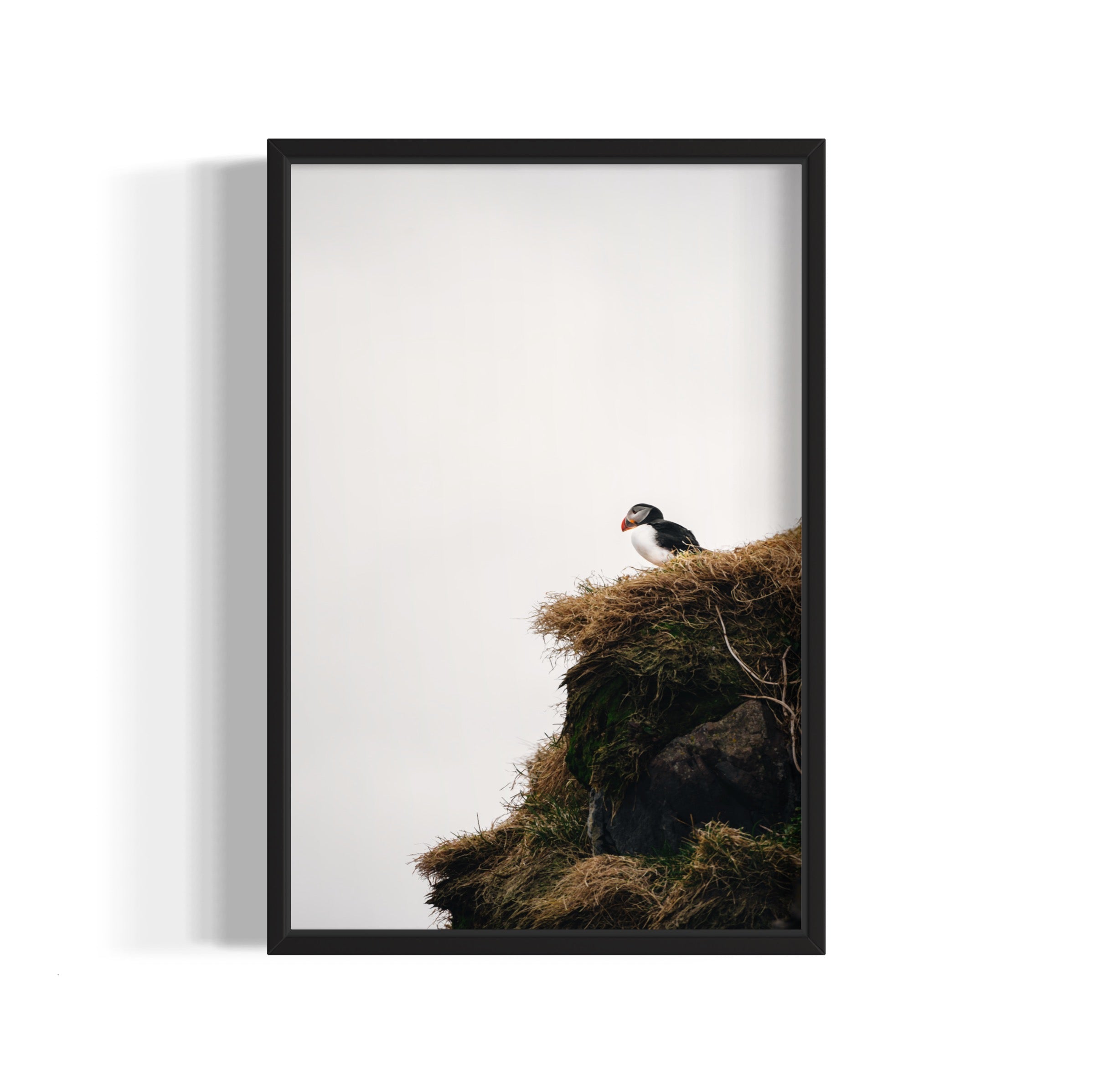 Puffin - Wall of Venus