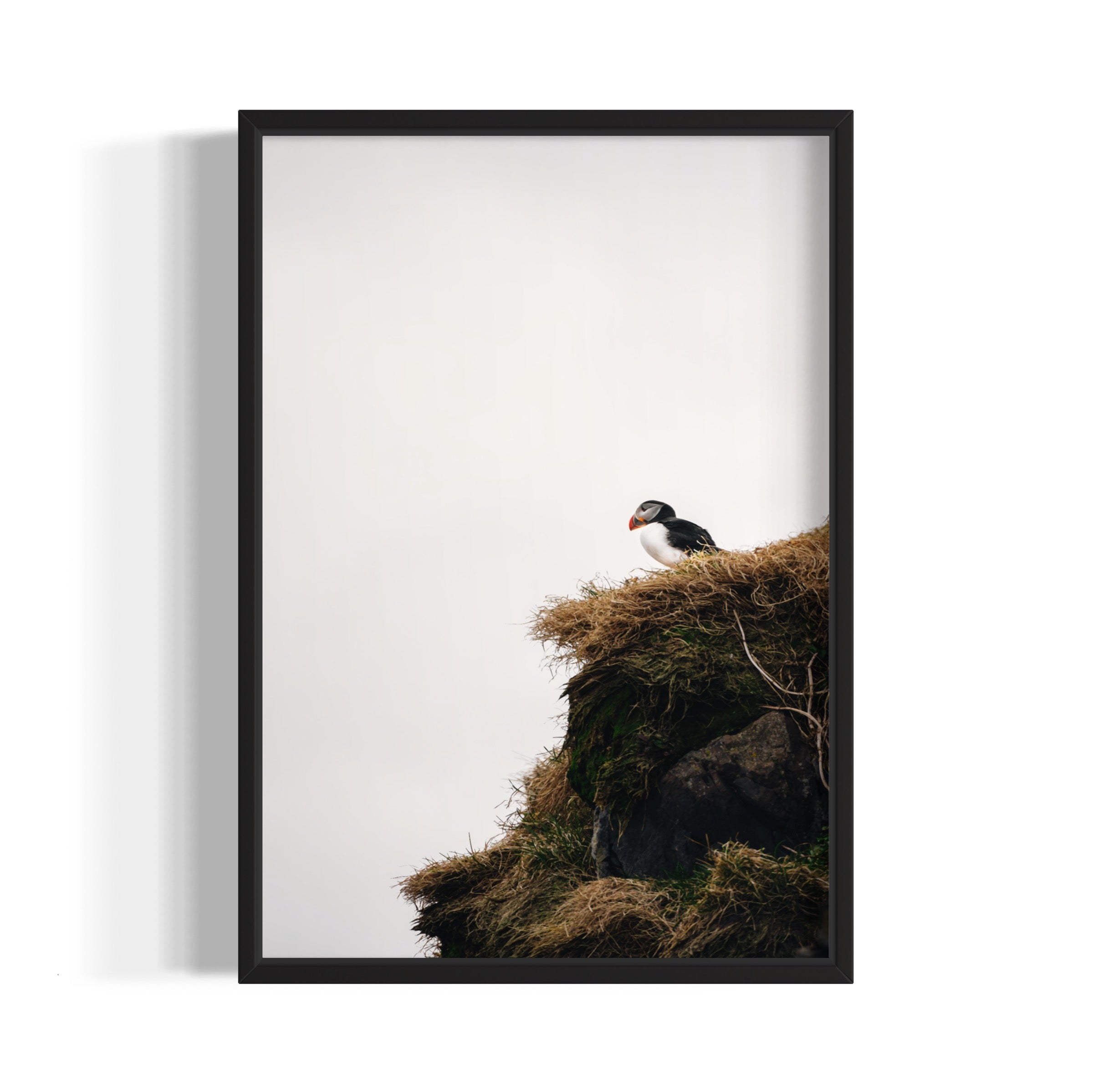 Puffin - Wall of Venus