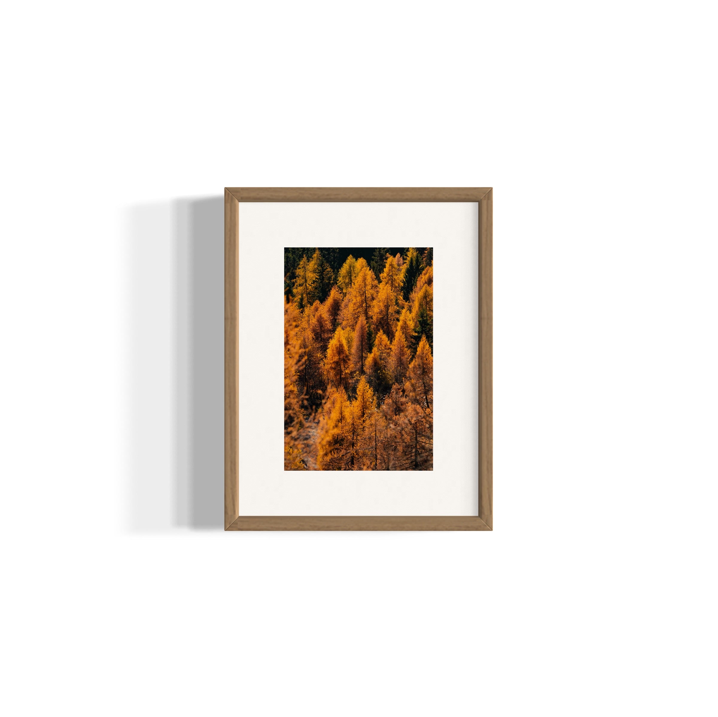 Foliage - Wall of Venus