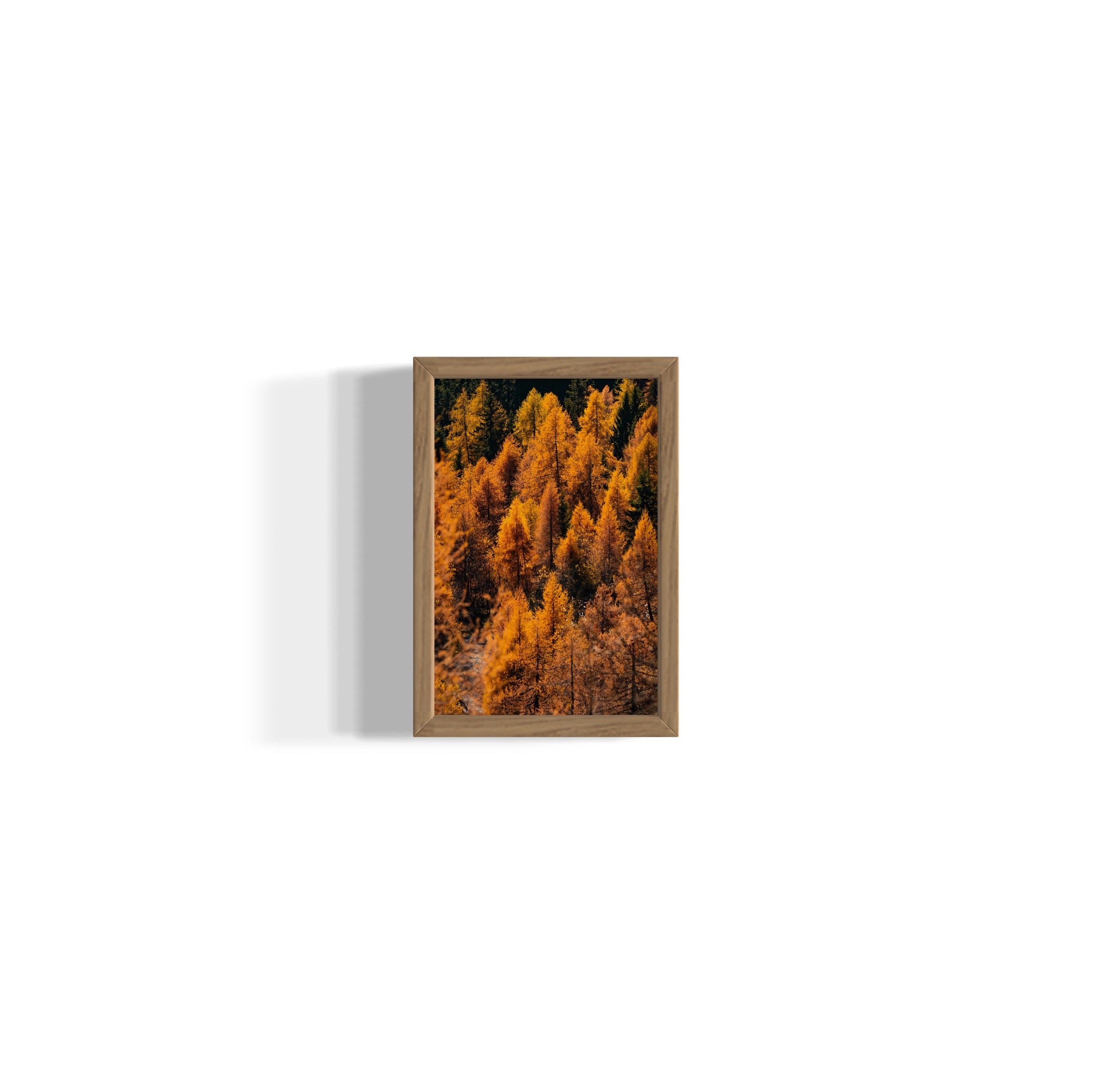 Foliage - Wall of Venus