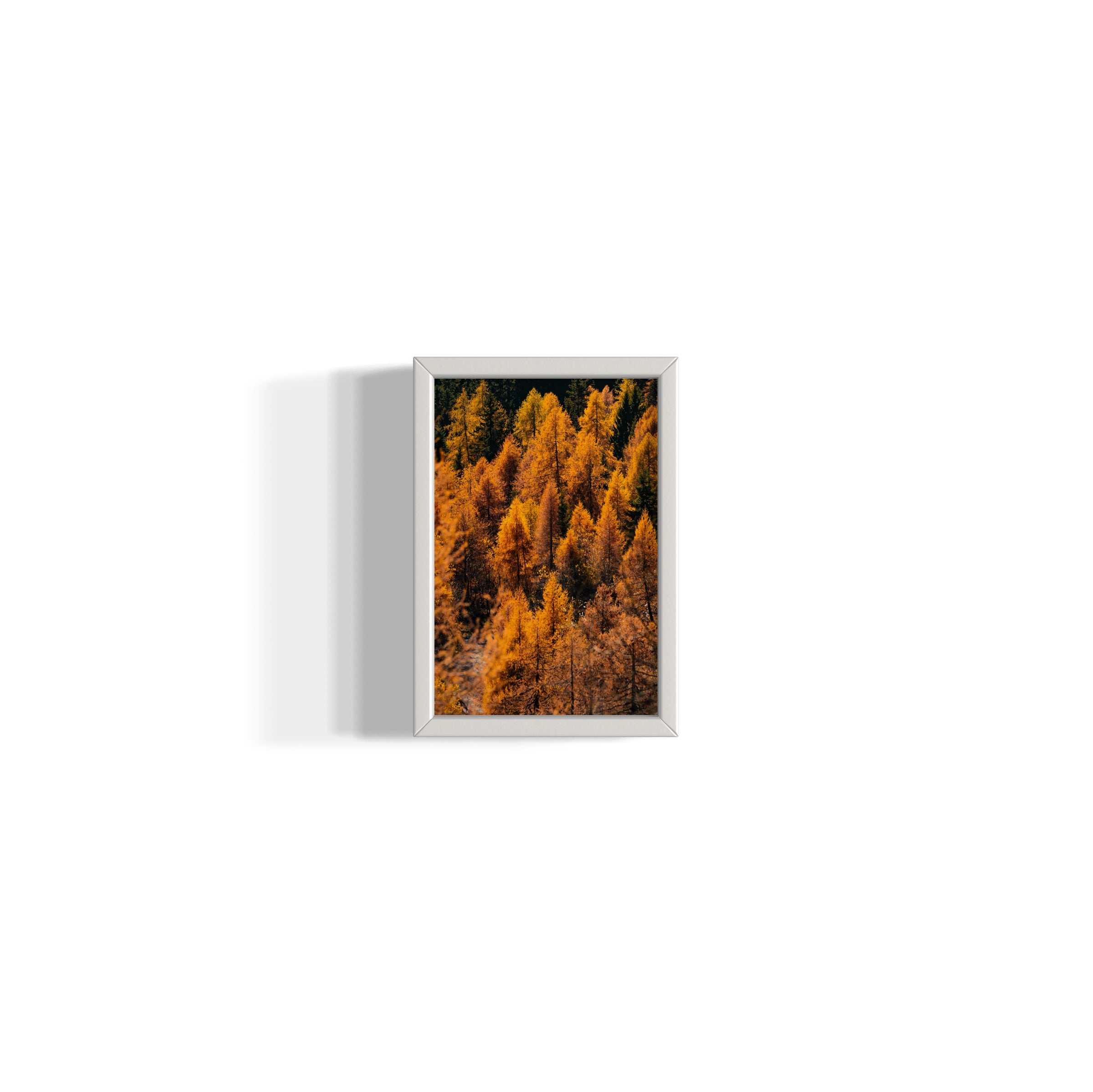 Foliage - Wall of Venus