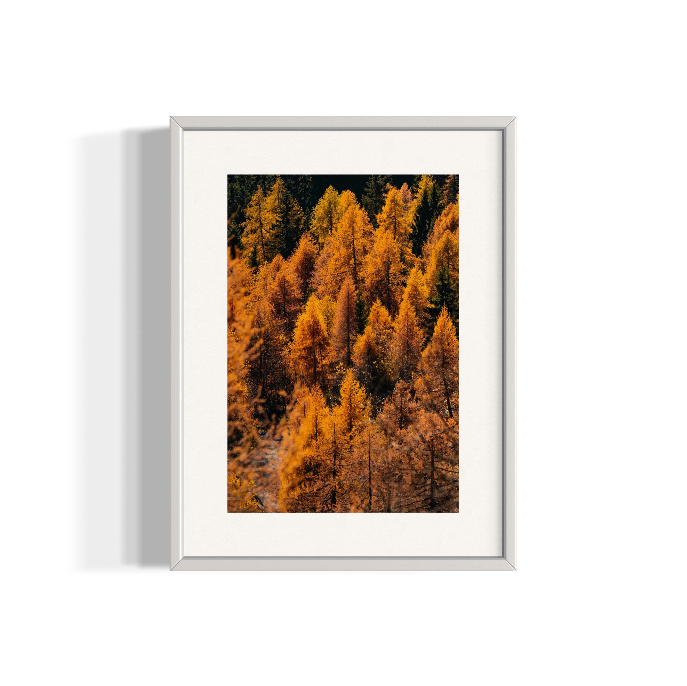 Foliage - Wall of Venus