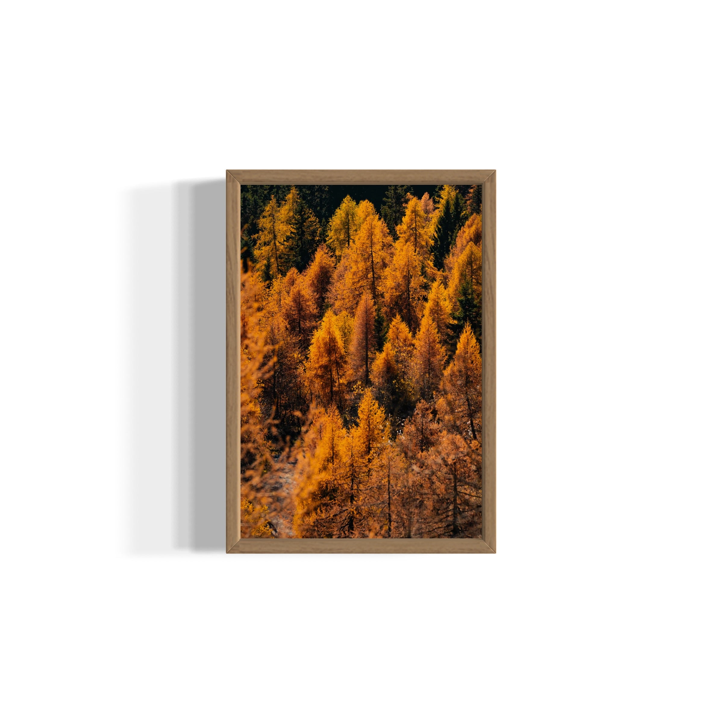 Foliage - Wall of Venus