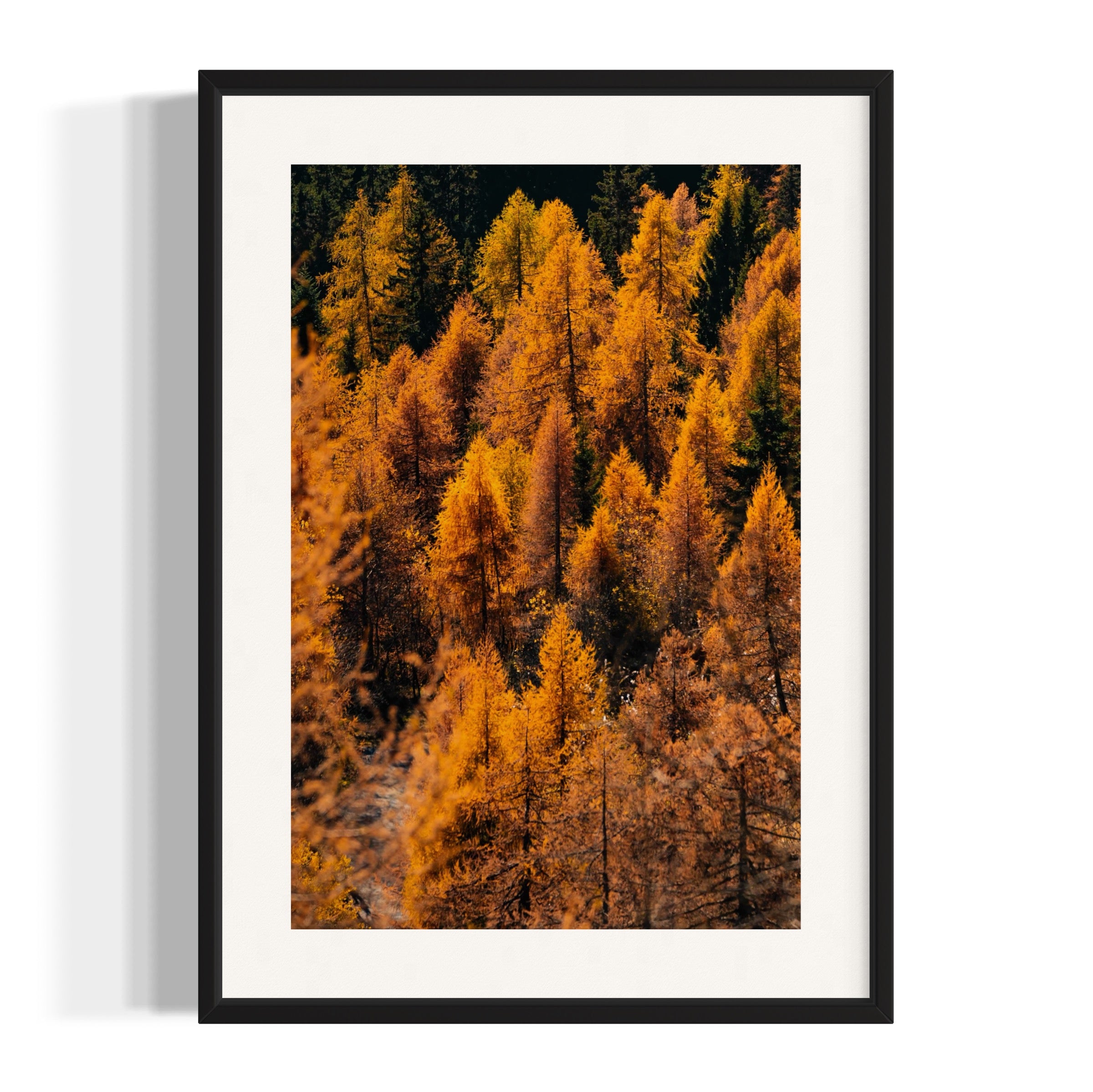 Foliage - Wall of Venus