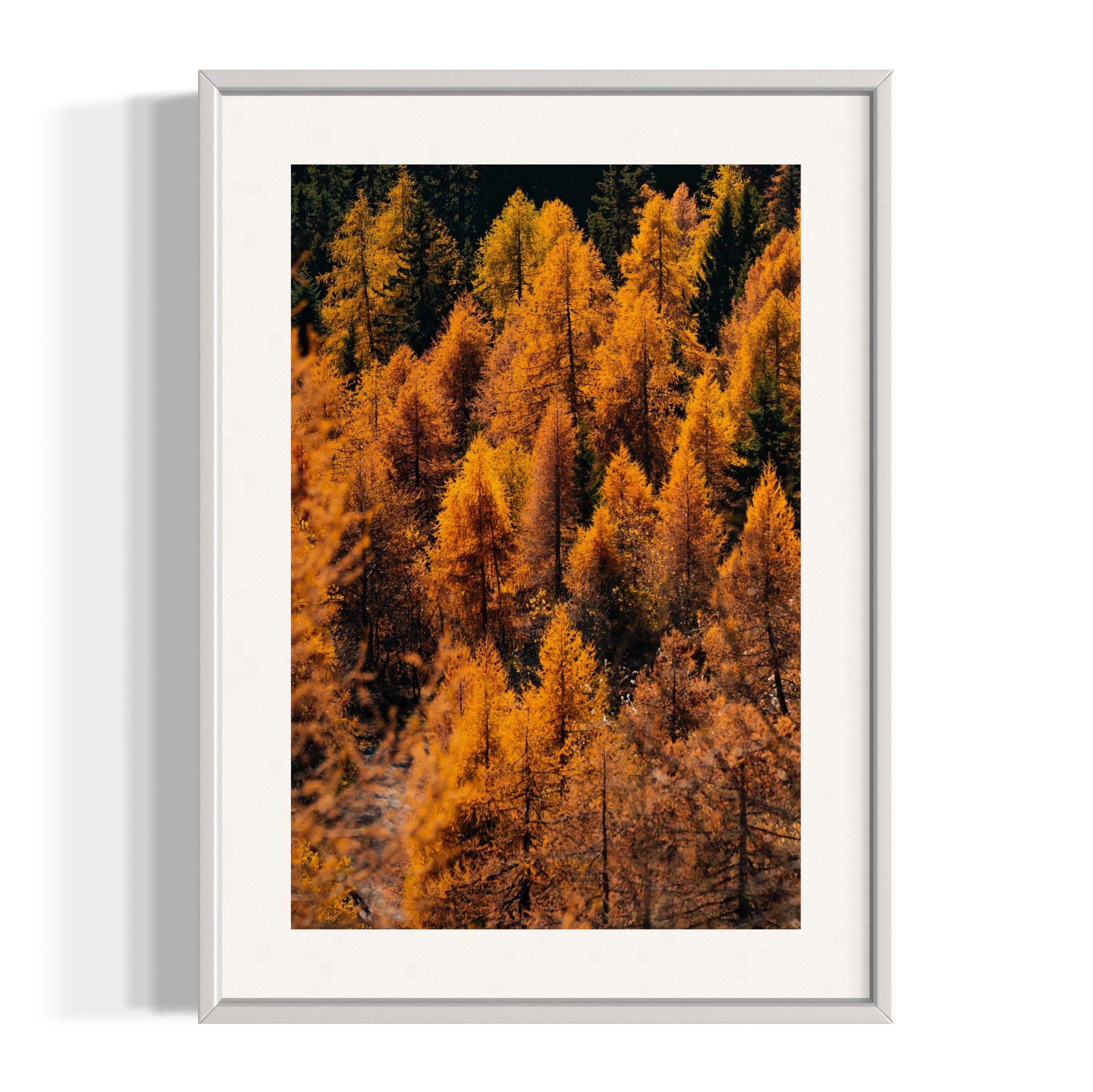 Foliage - Wall of Venus