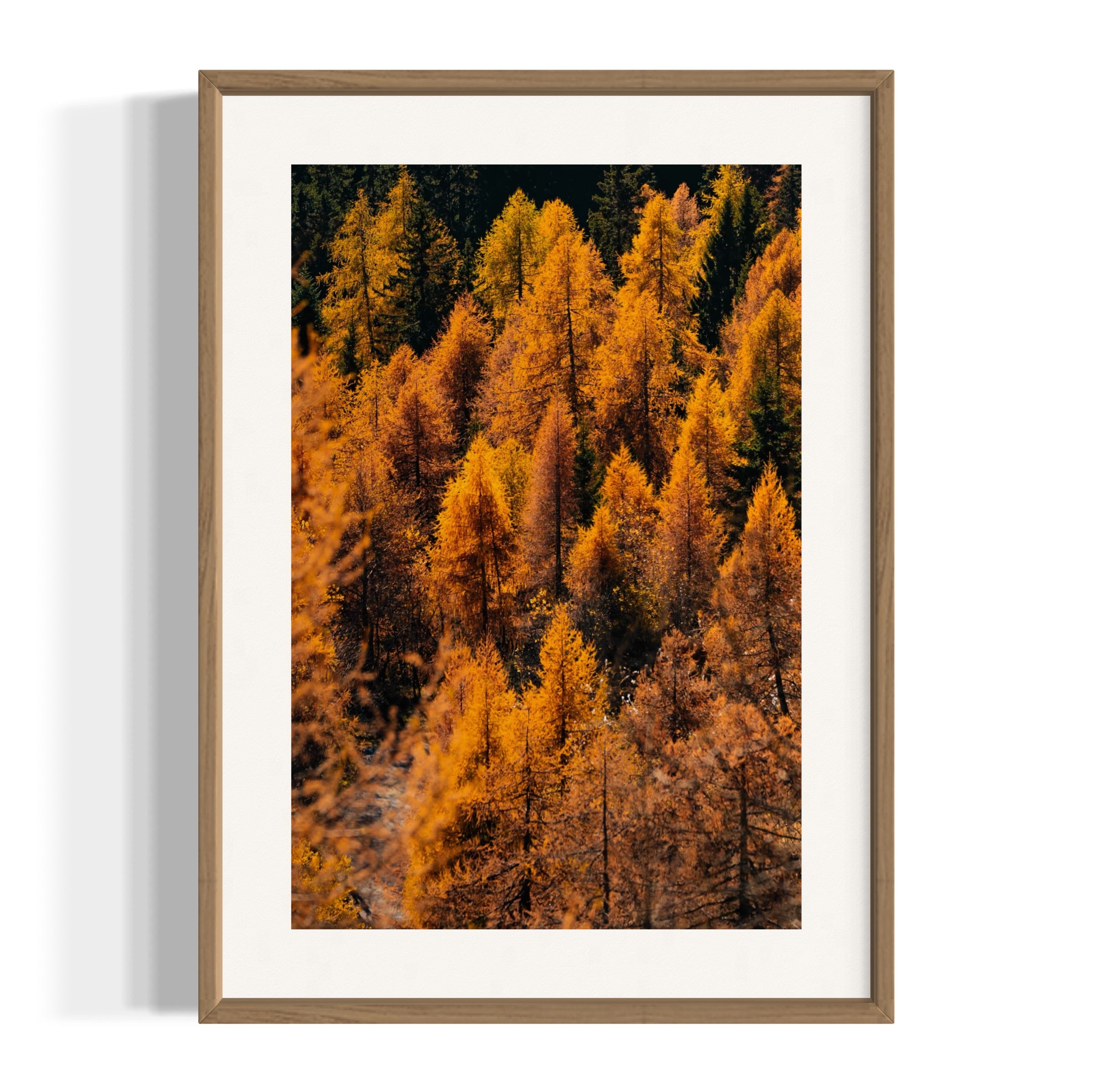 Foliage - Wall of Venus