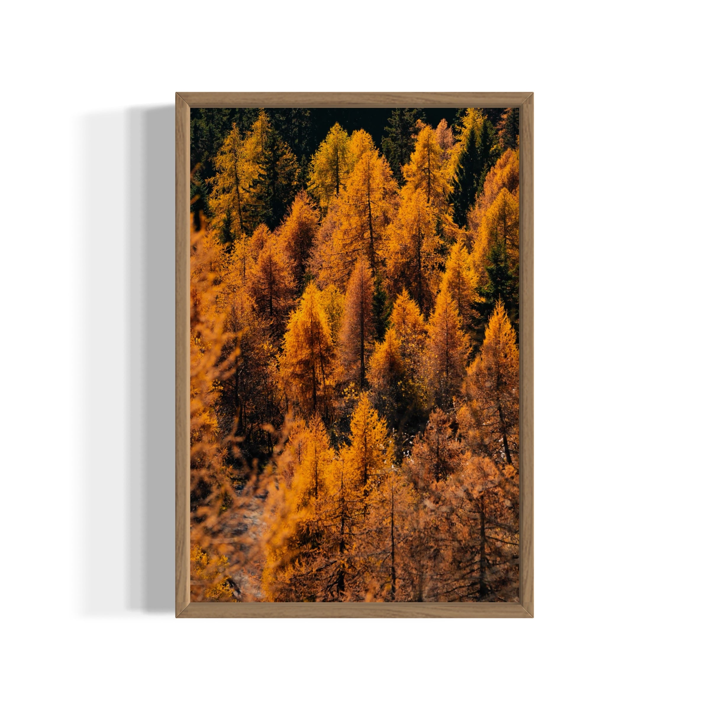 Foliage - Wall of Venus