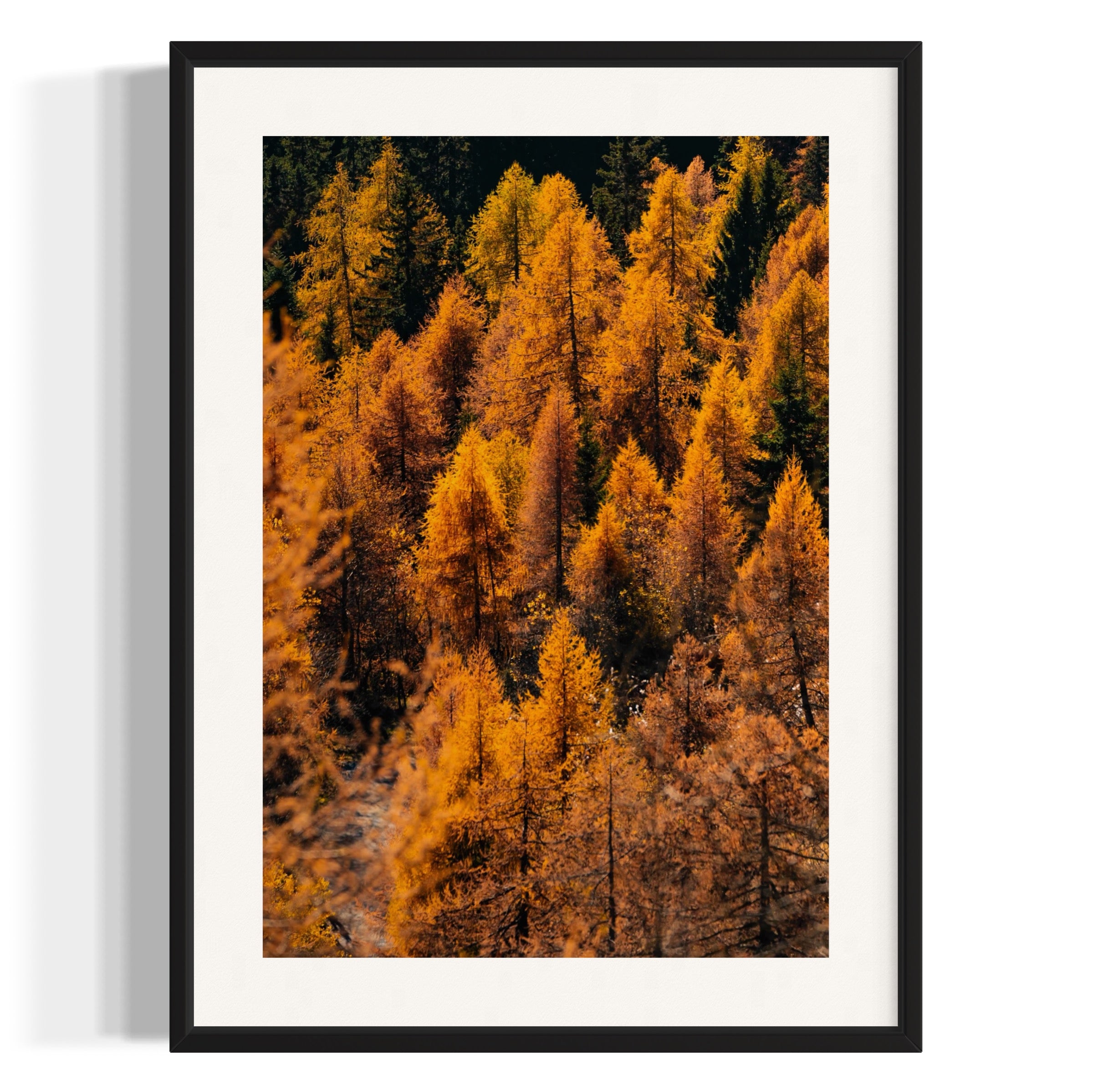 Foliage - Wall of Venus