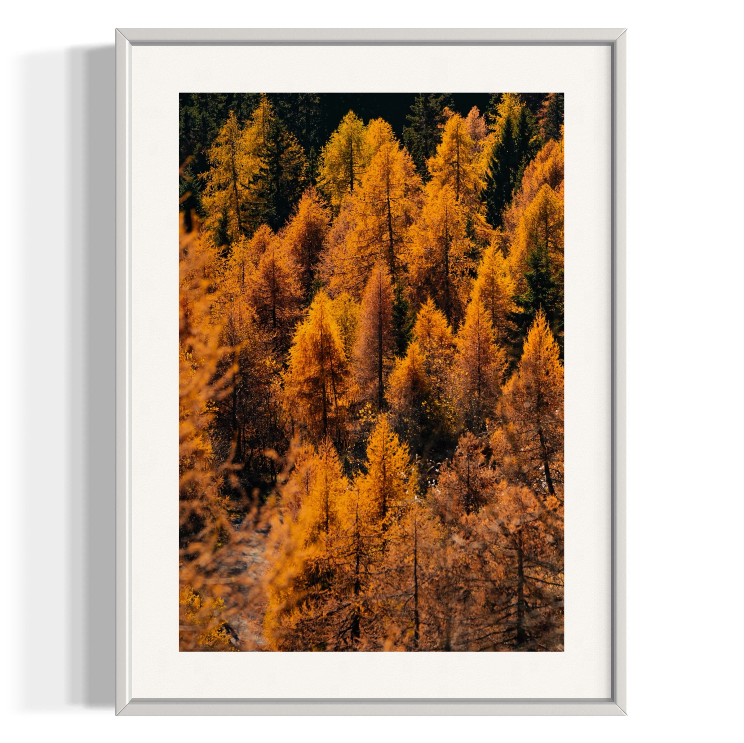 Foliage - Wall of Venus