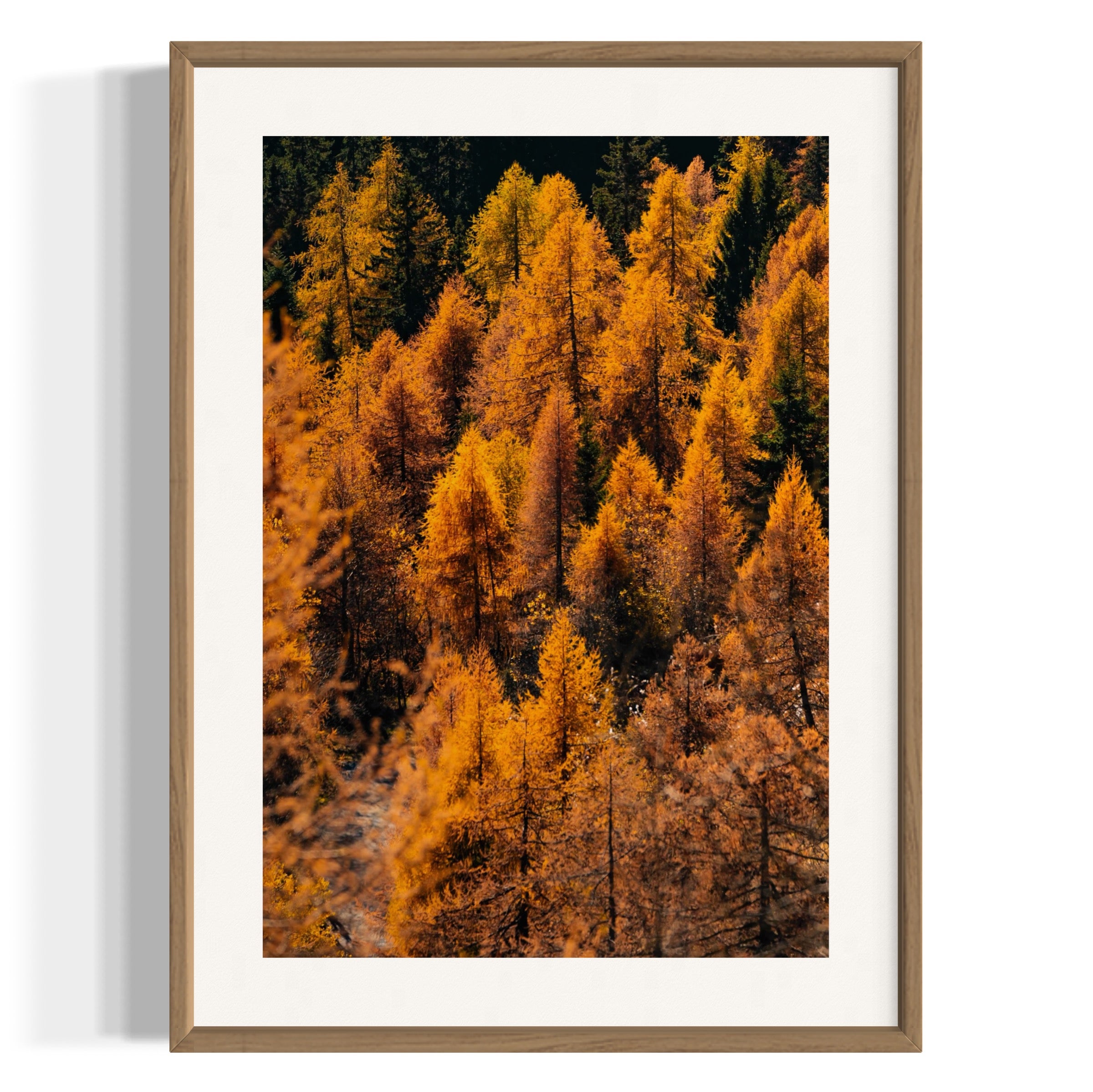 Foliage - Wall of Venus