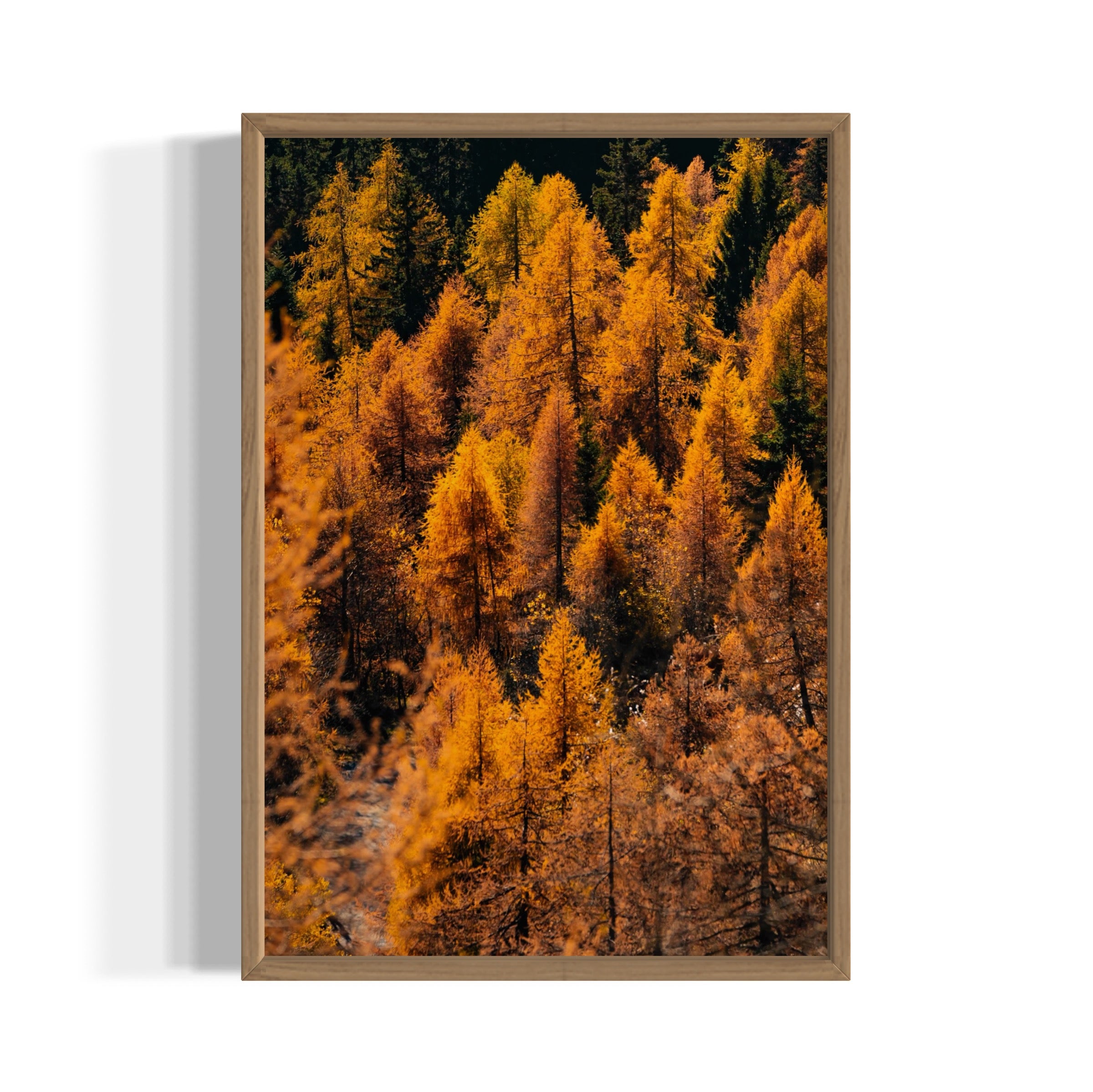 Foliage - Wall of Venus