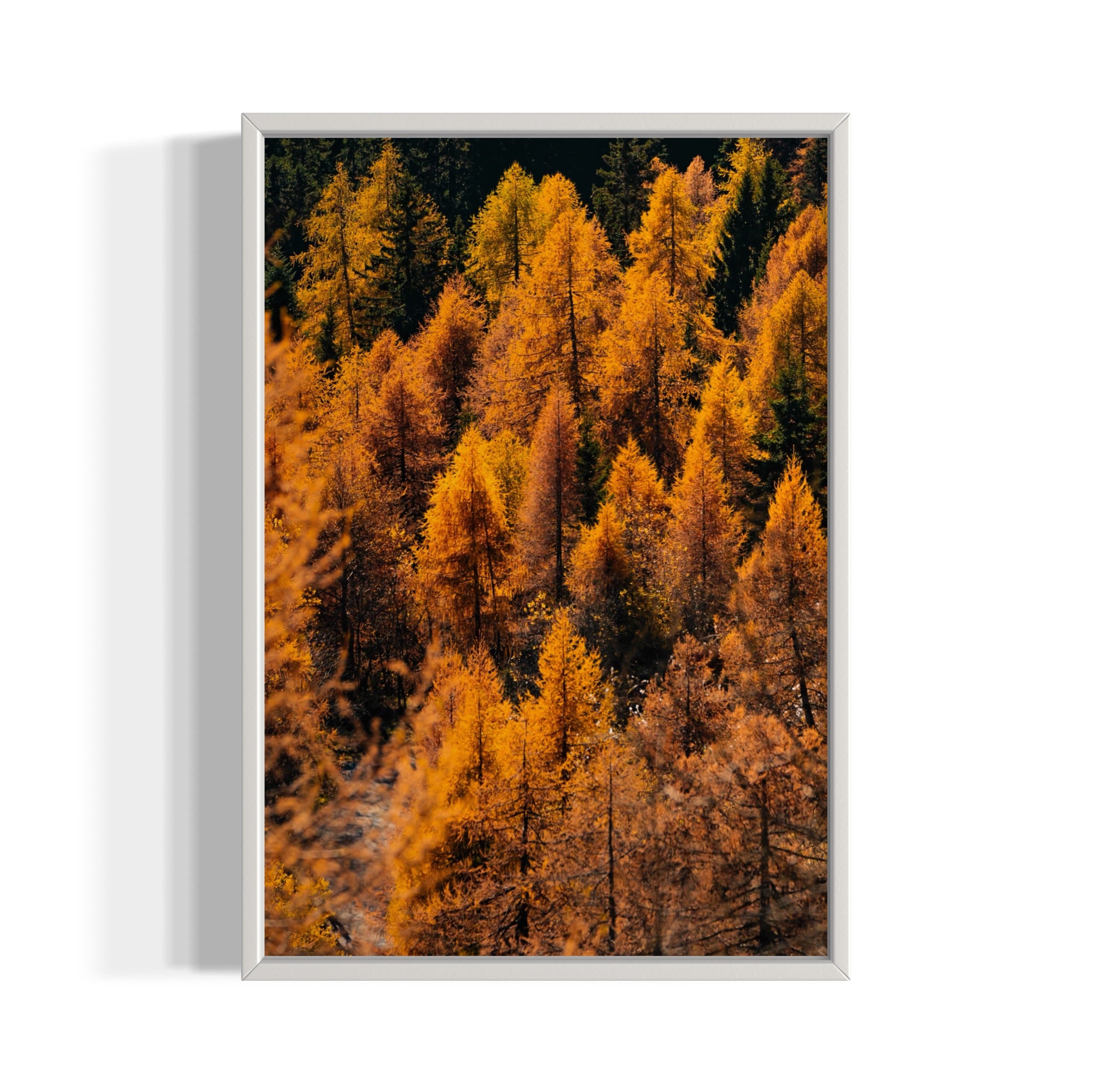 Foliage - Wall of Venus