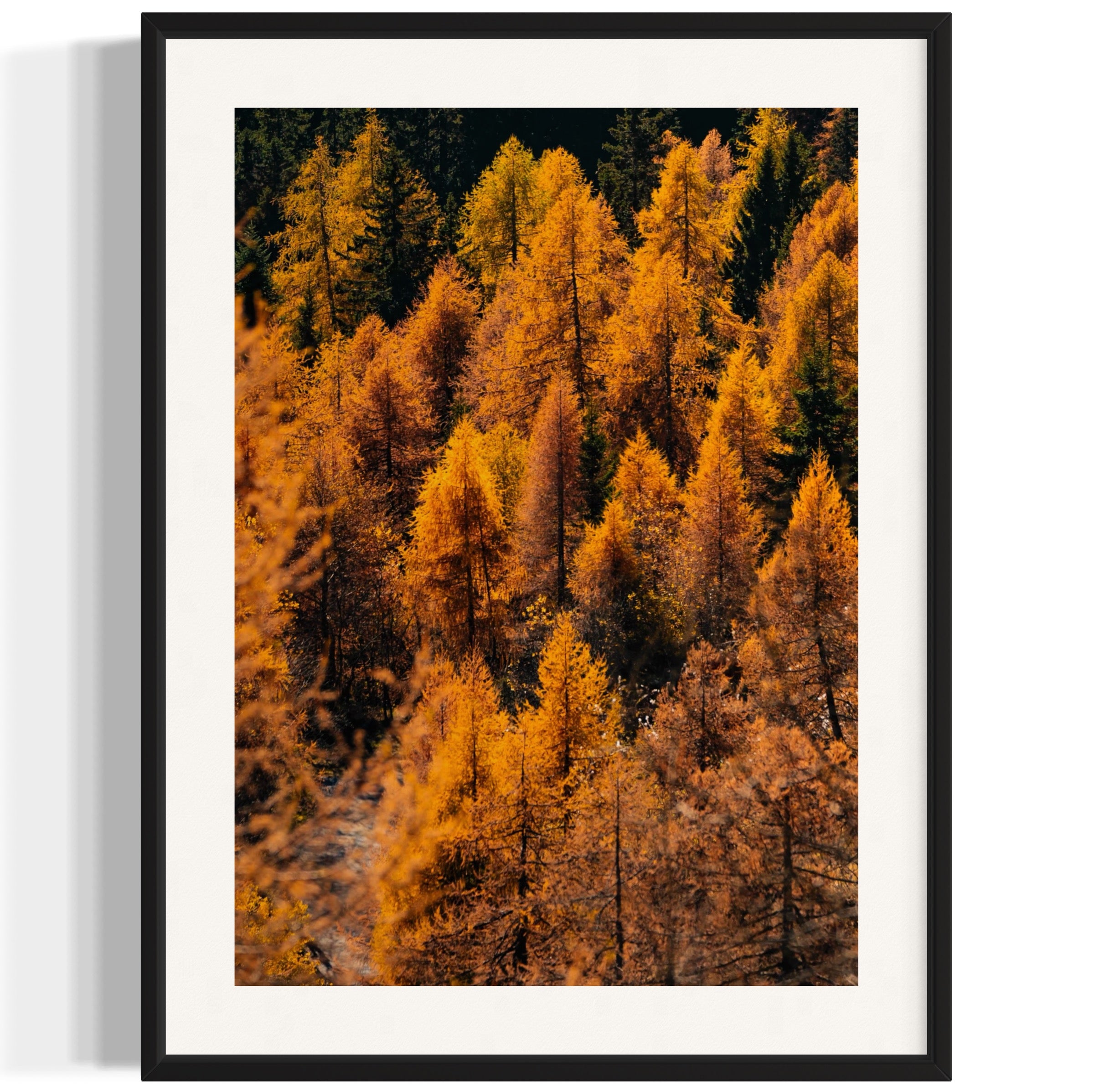 Foliage - Wall of Venus