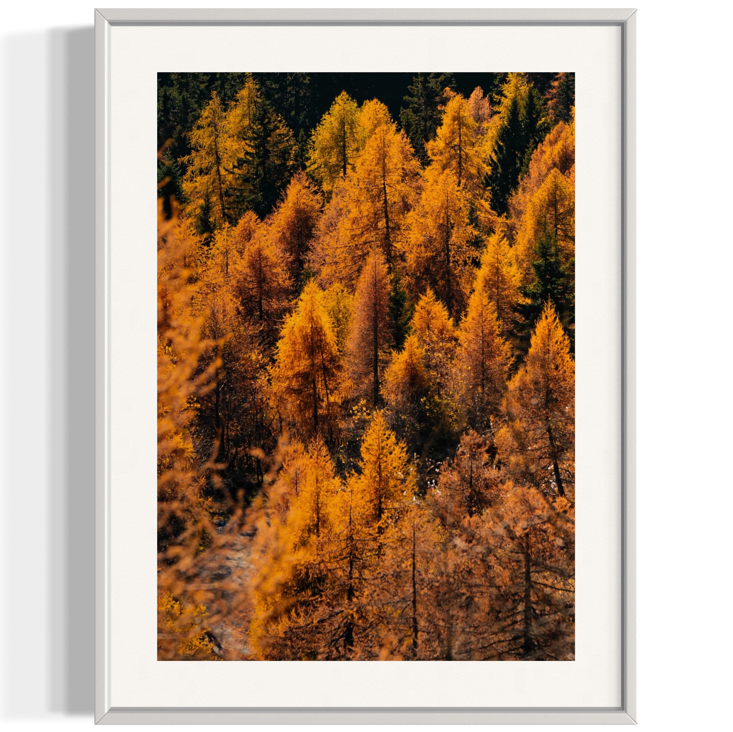 Foliage - Wall of Venus