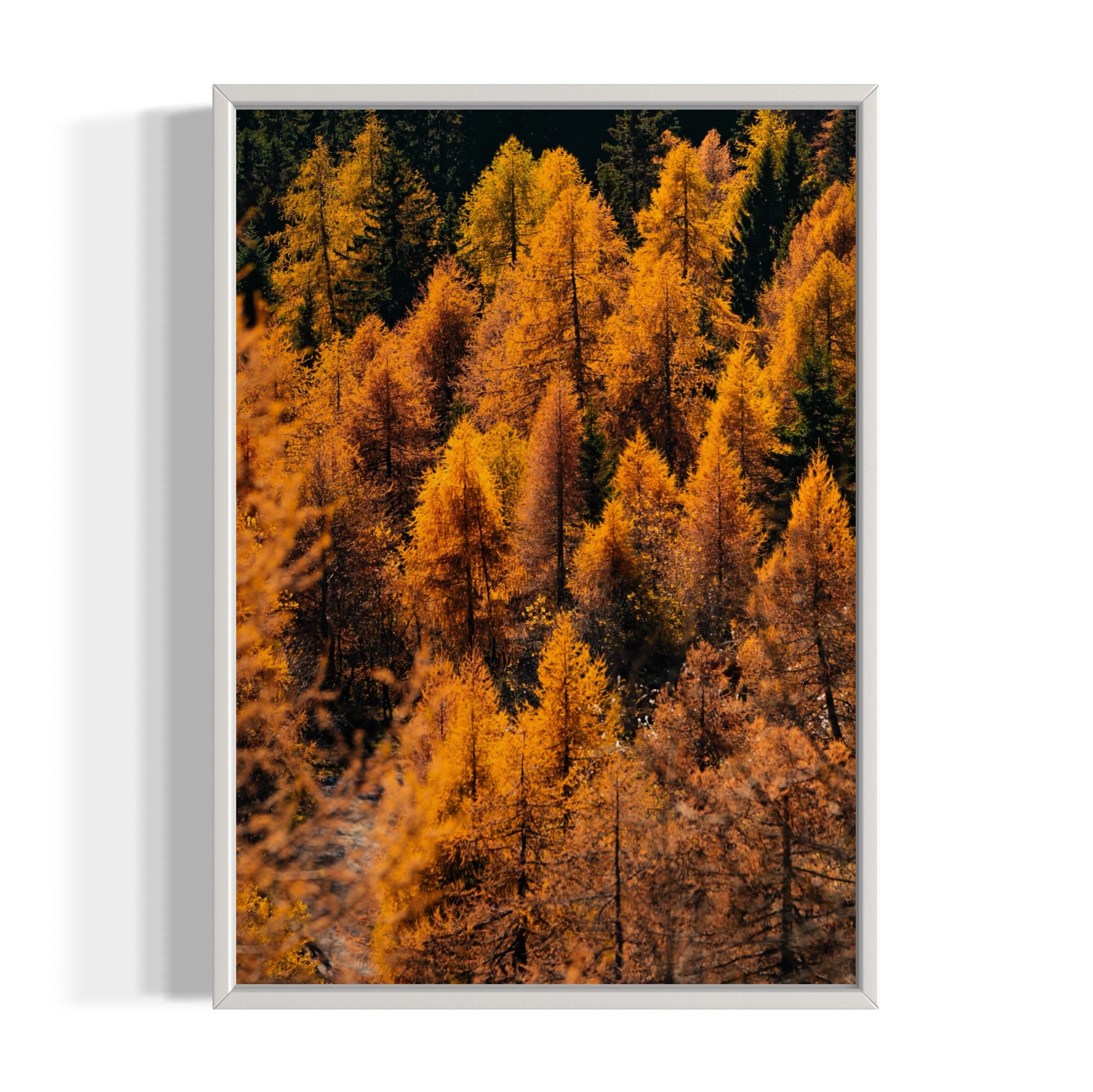 Foliage - Wall of Venus