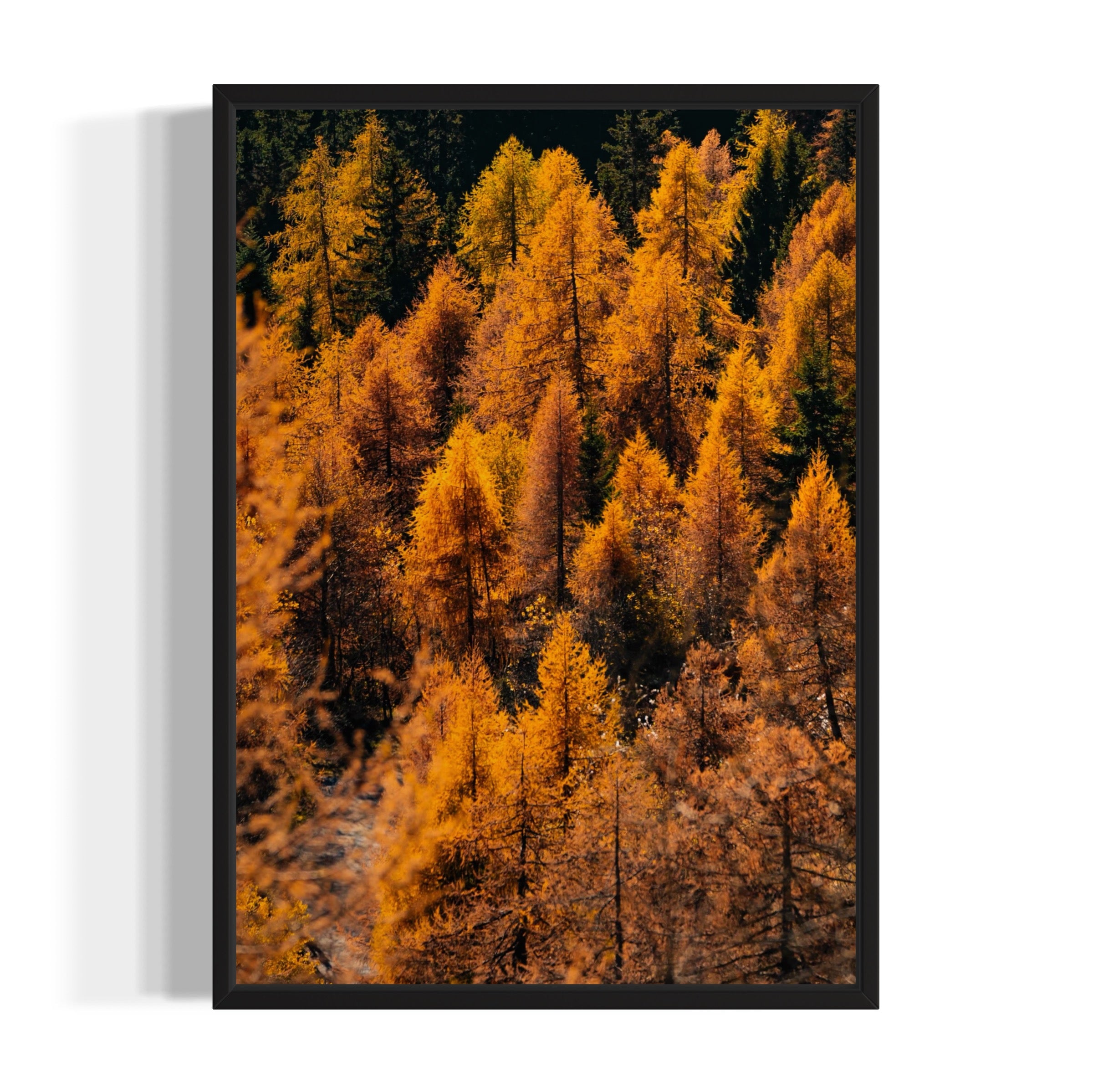 Foliage - Wall of Venus