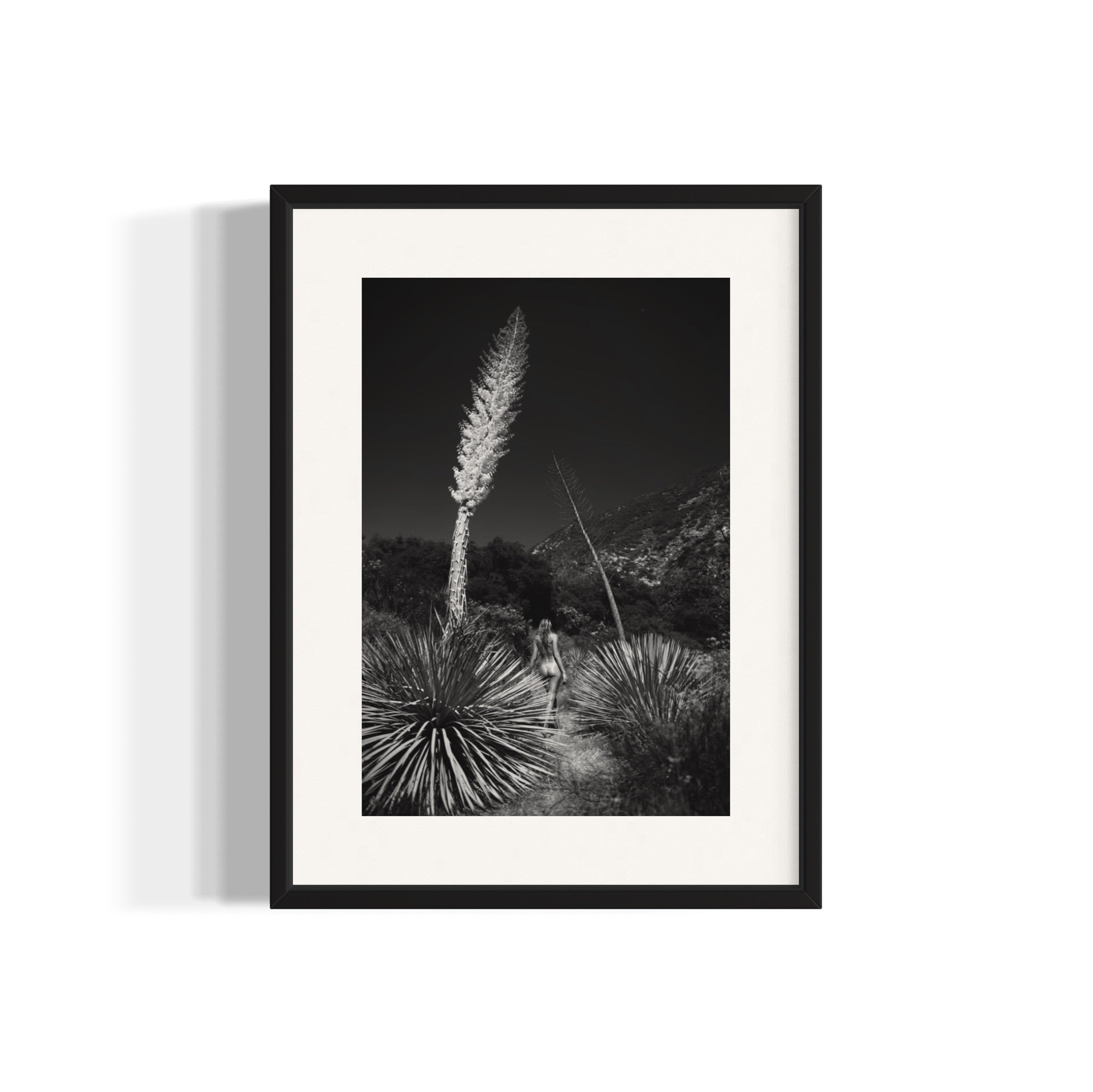 Agave Bloom - Wall of Venus