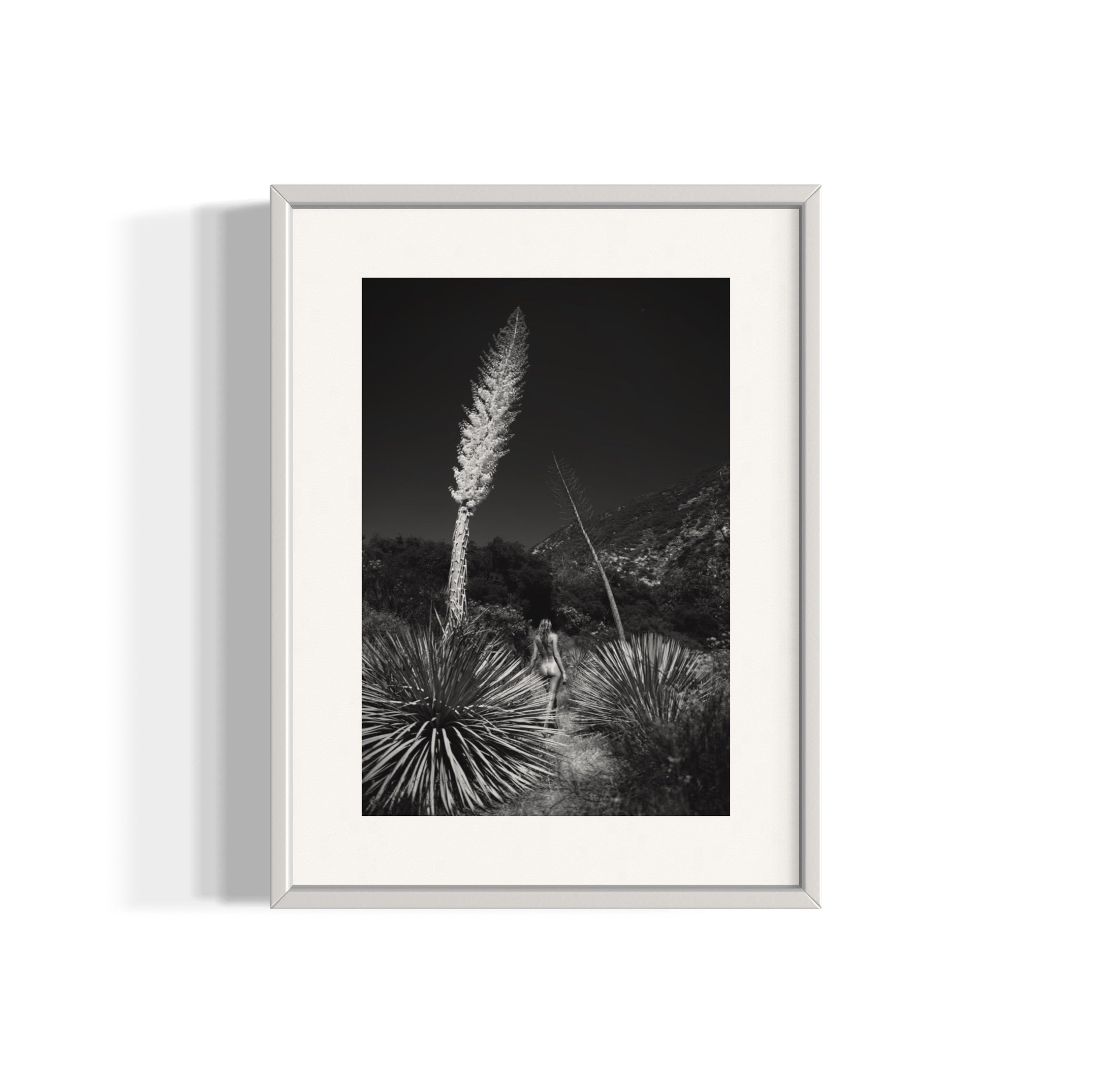 Agave Bloom - Wall of Venus