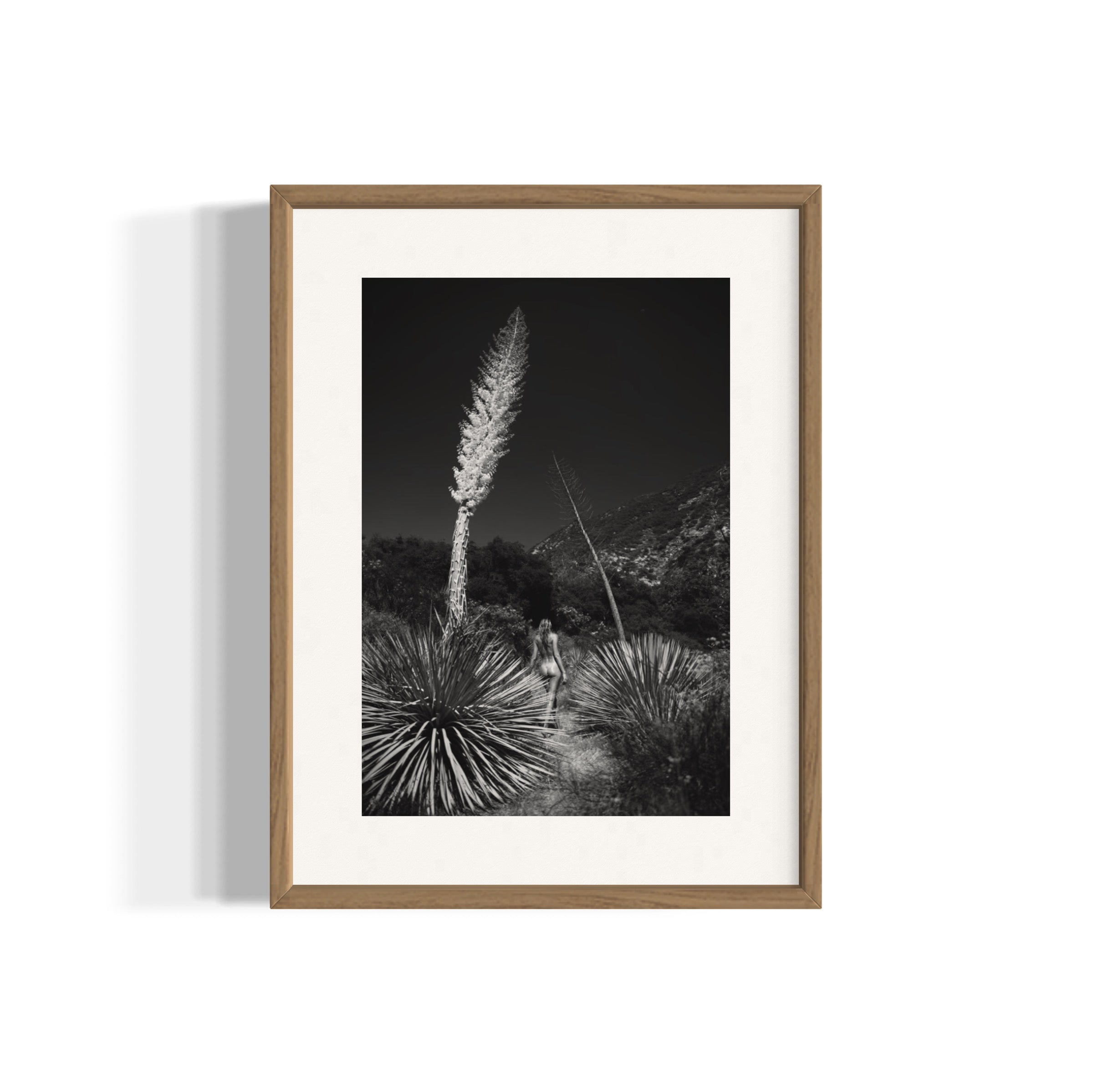 Agave Bloom - Wall of Venus