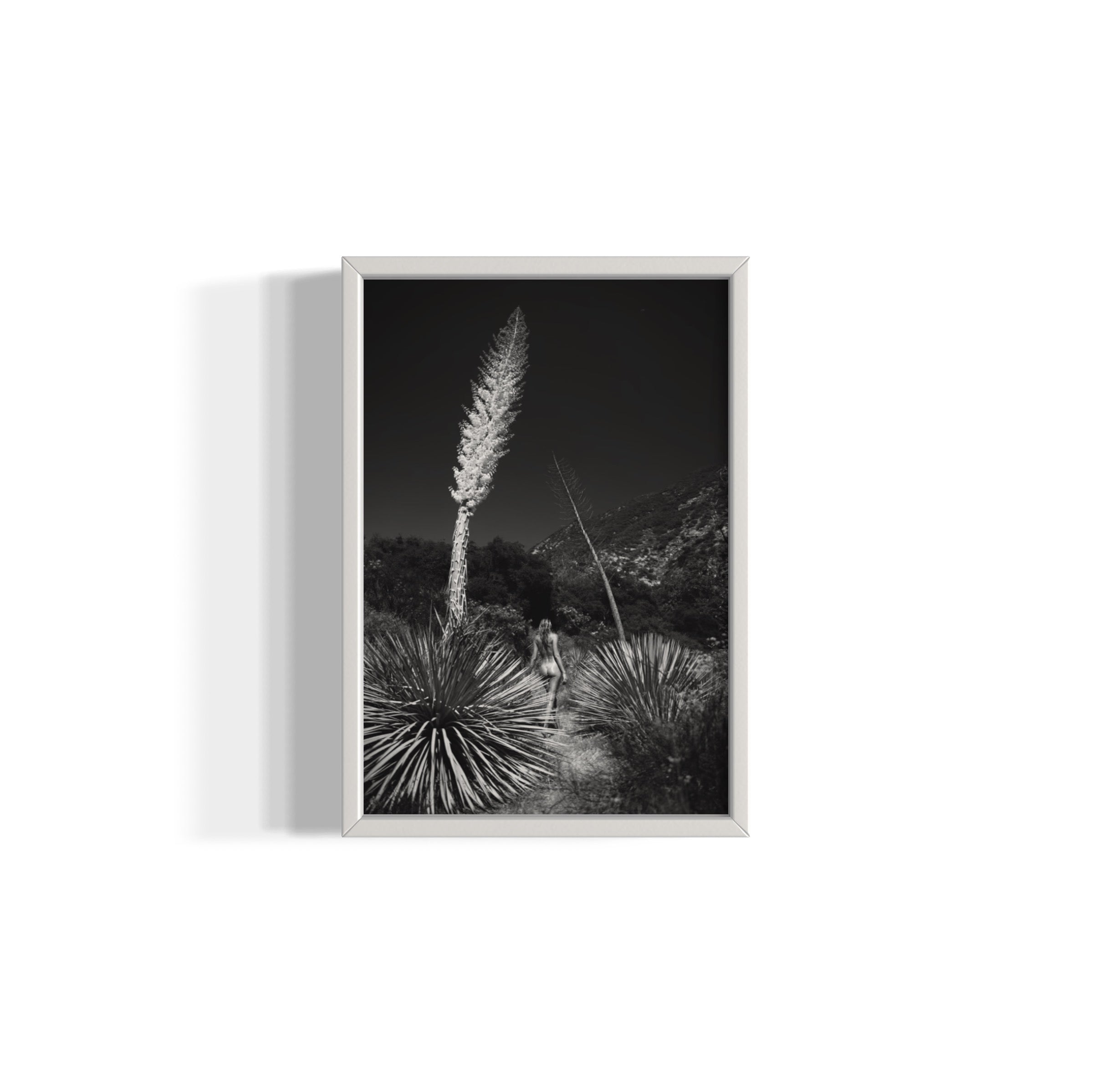 Agave Bloom - Wall of Venus