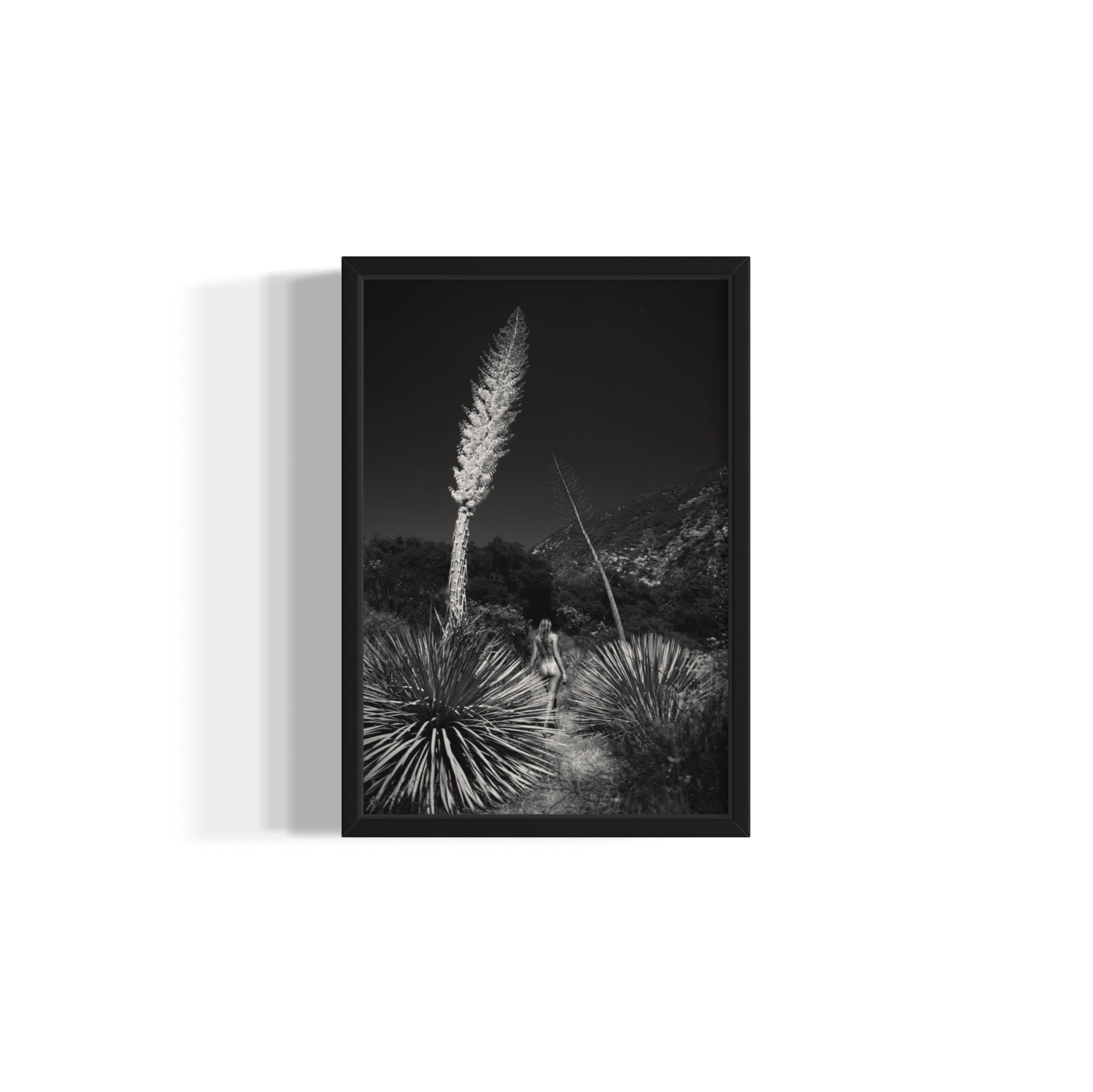 Agave Bloom - Wall of Venus