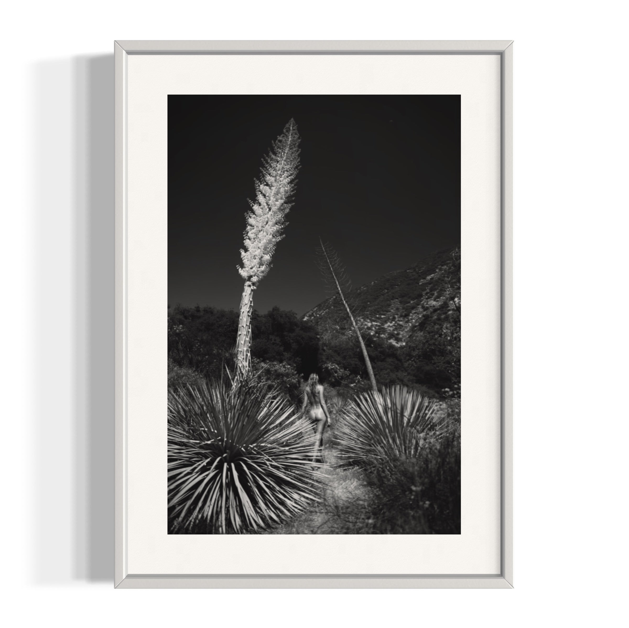 Agave Bloom - Wall of Venus