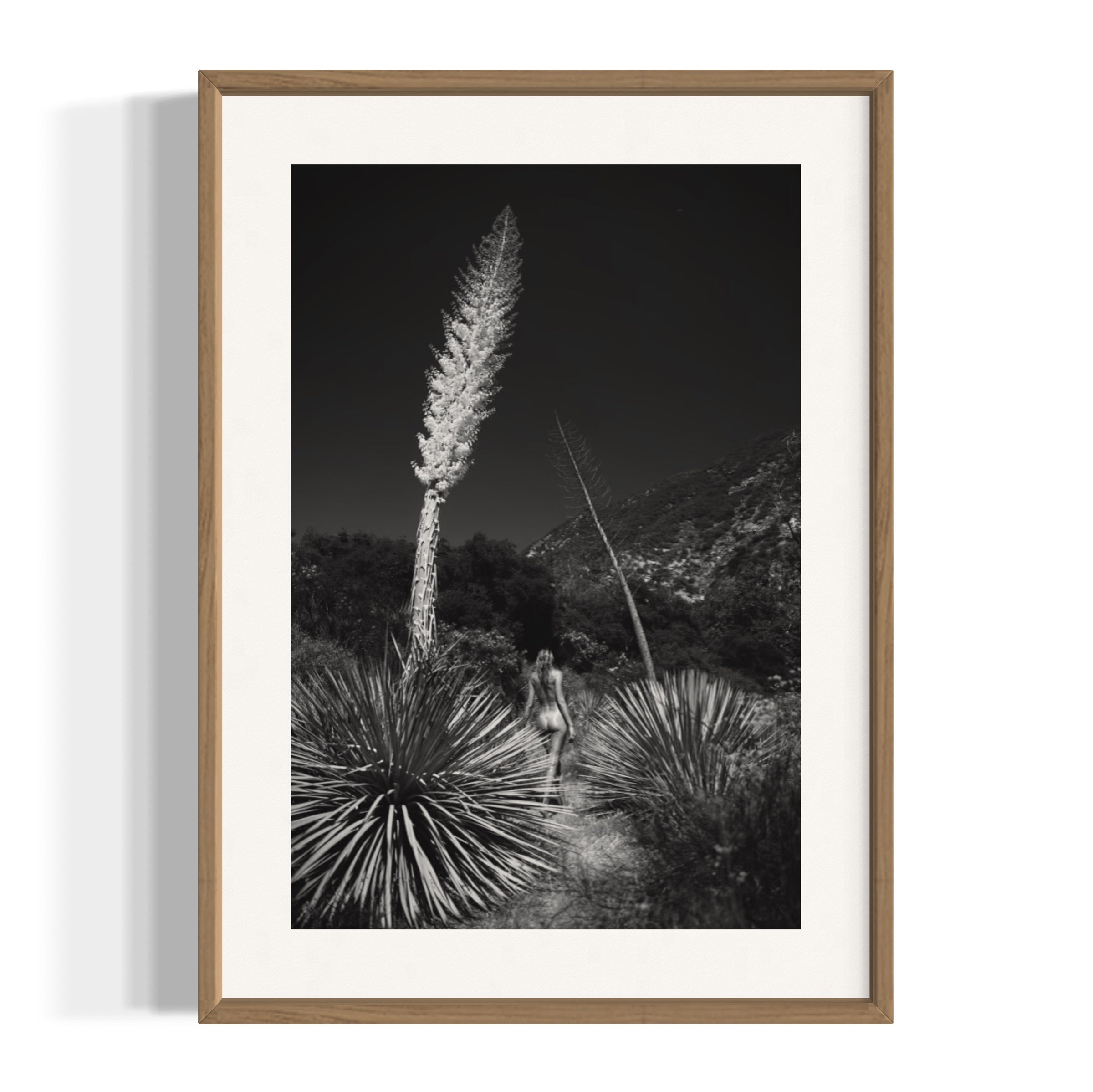 Agave Bloom - Wall of Venus
