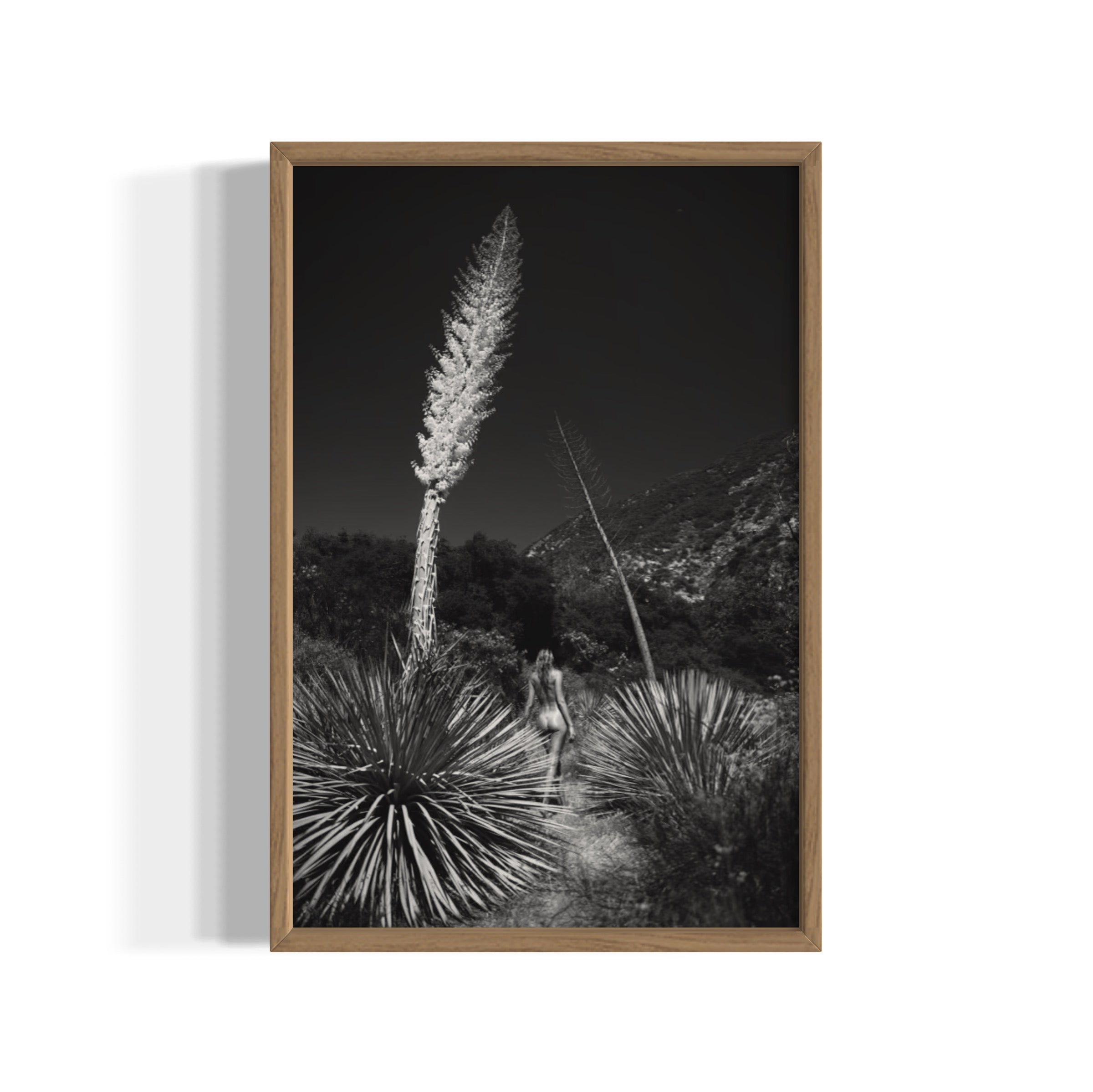 Agave Bloom - Wall of Venus