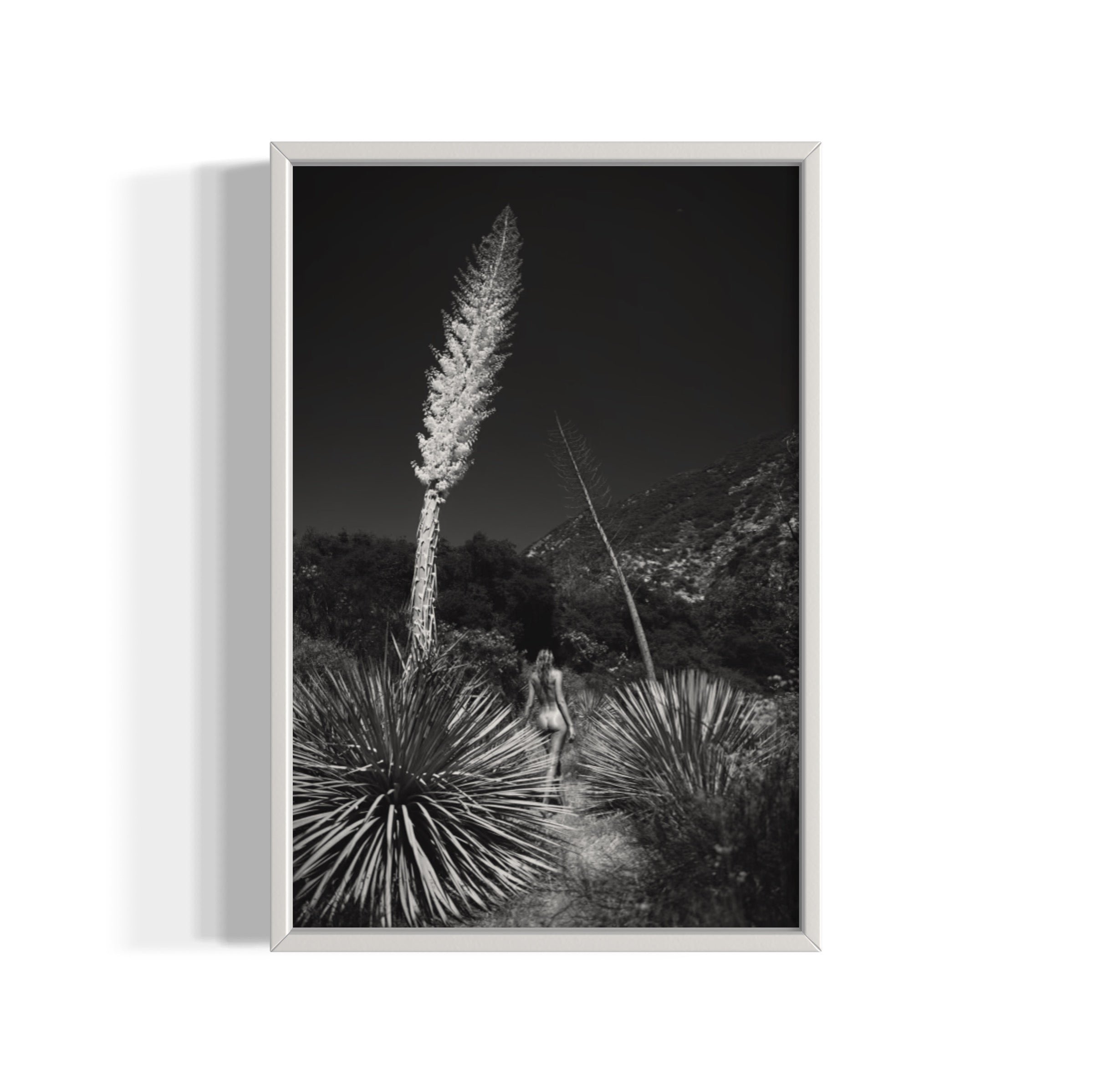 Agave Bloom - Wall of Venus