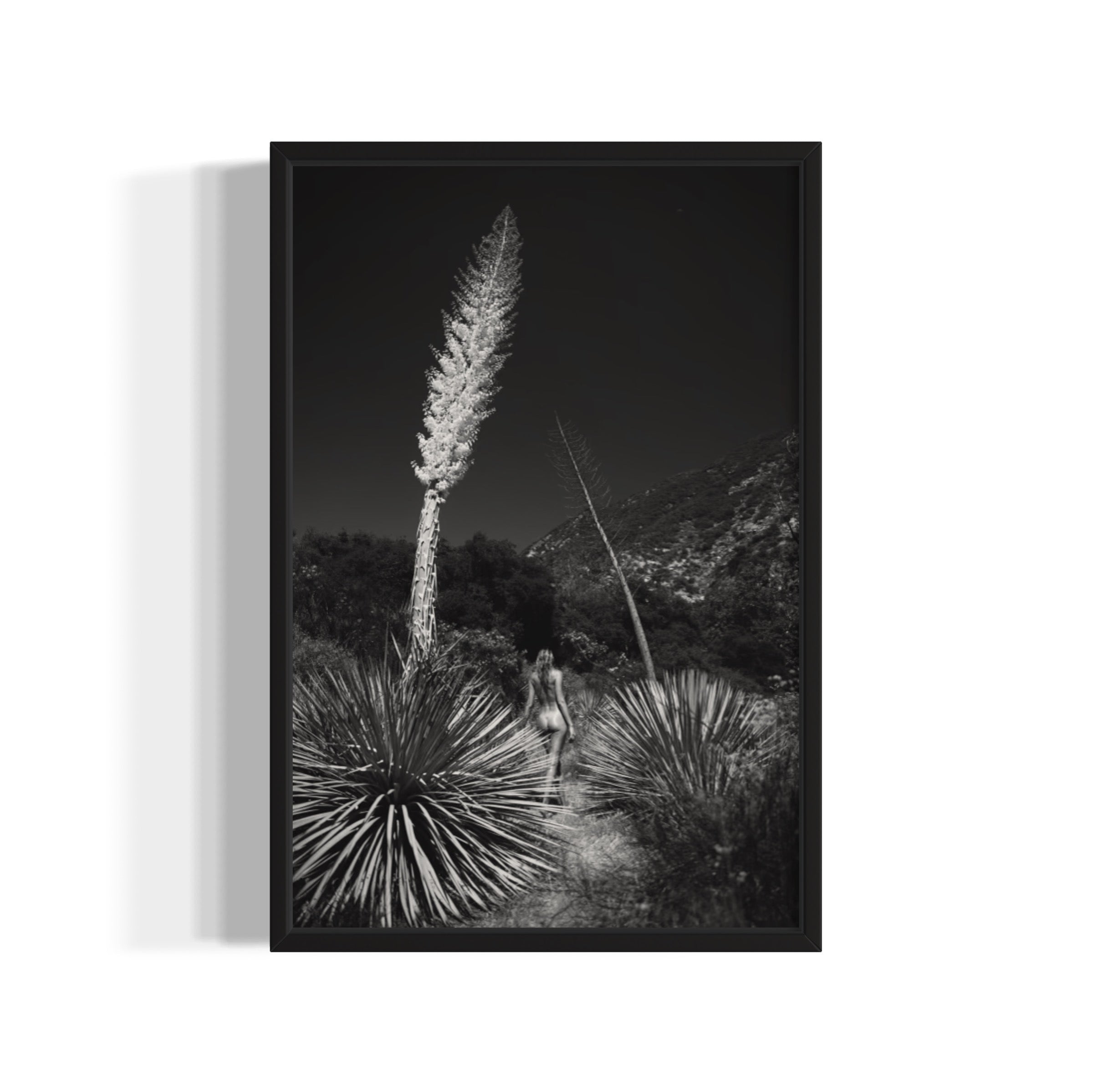 Agave Bloom - Wall of Venus