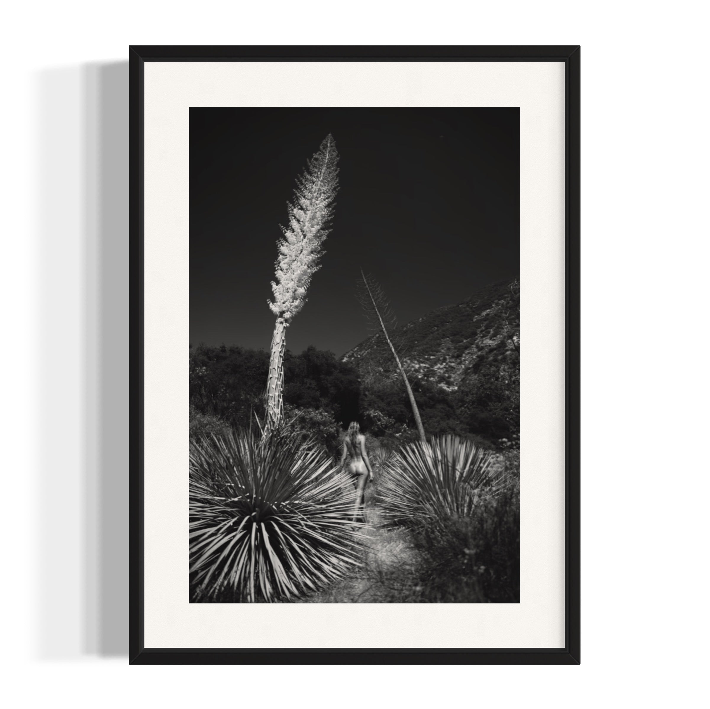 Agave Bloom - Wall of Venus