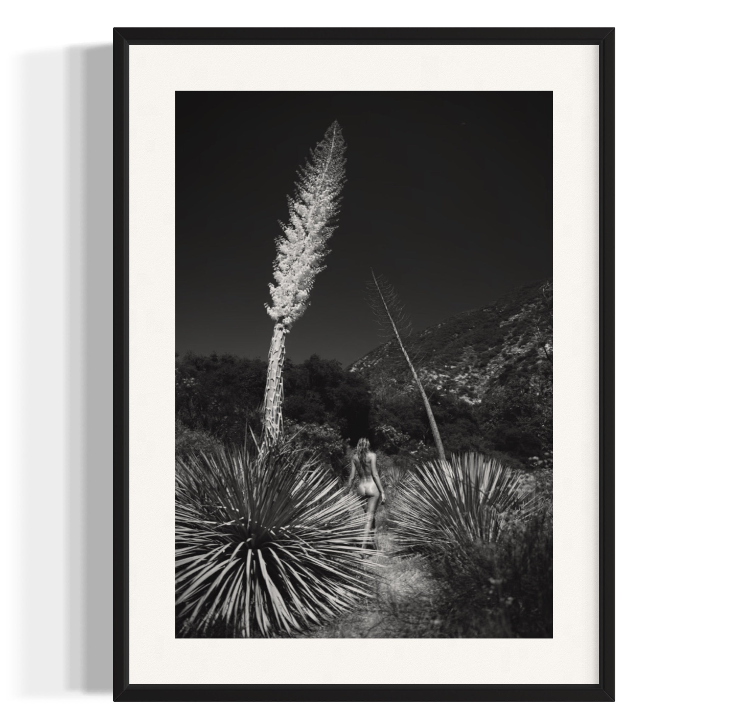 Agave Bloom - Wall of Venus