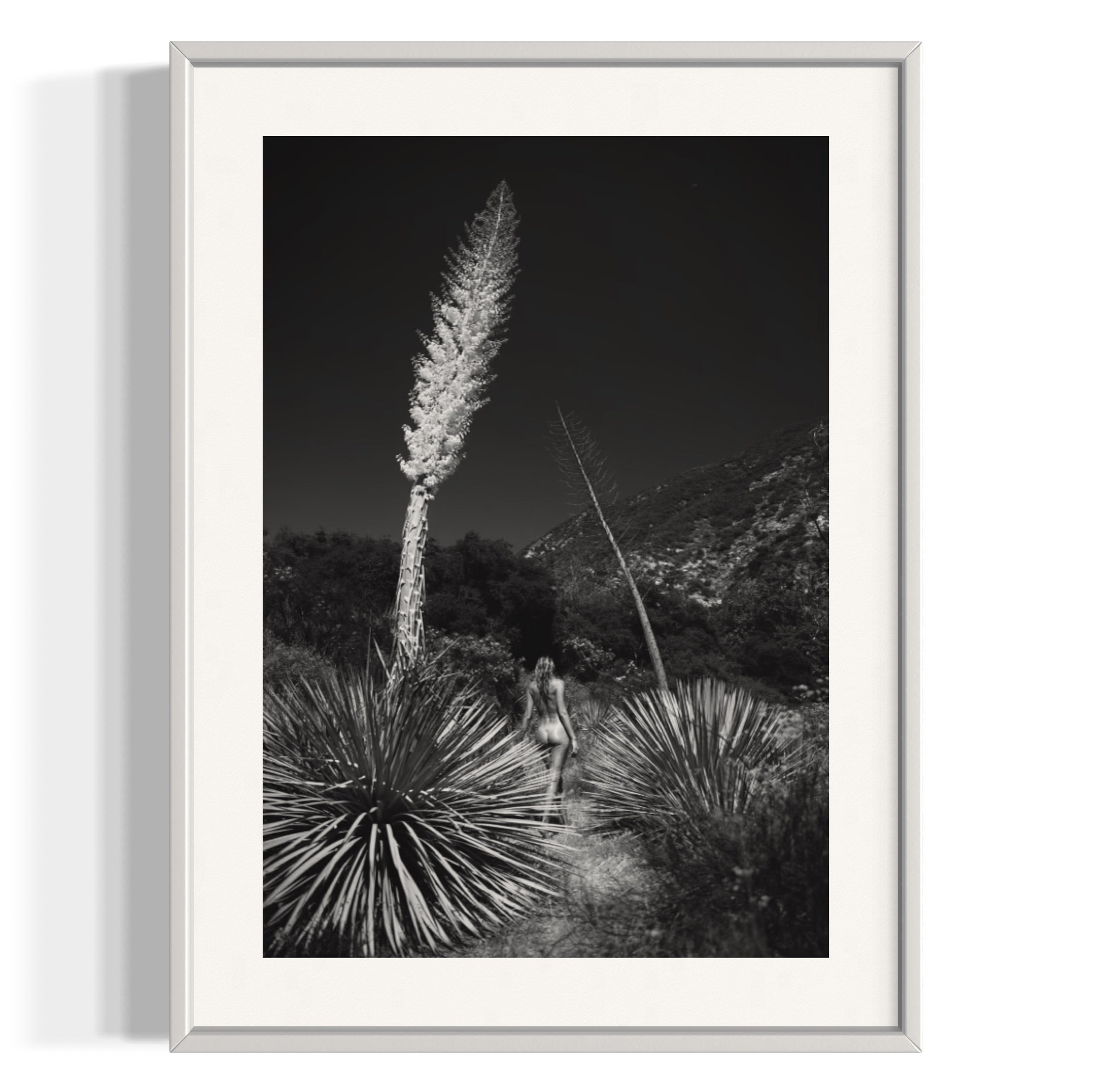 Agave Bloom - Wall of Venus