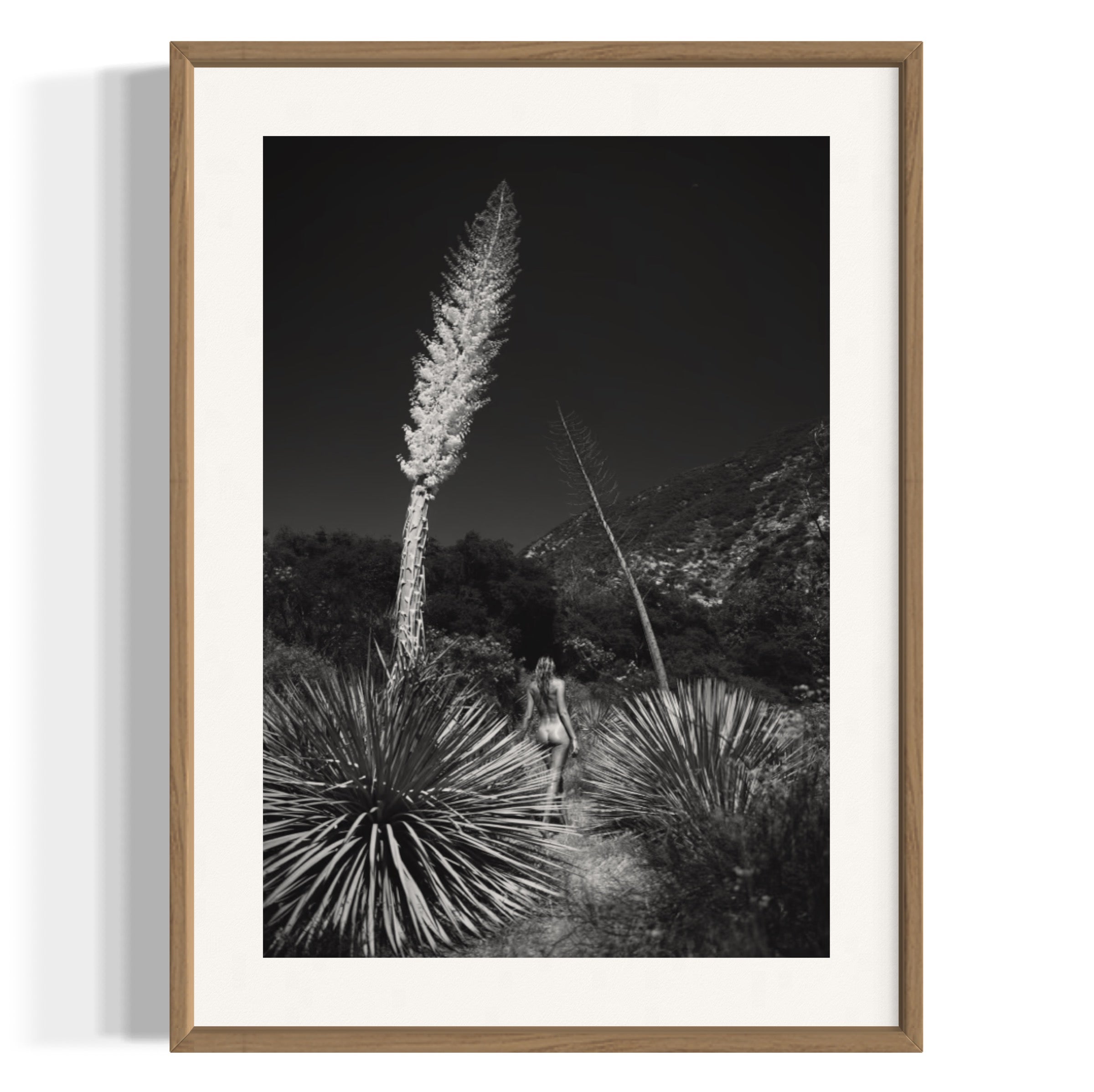 Agave Bloom - Wall of Venus