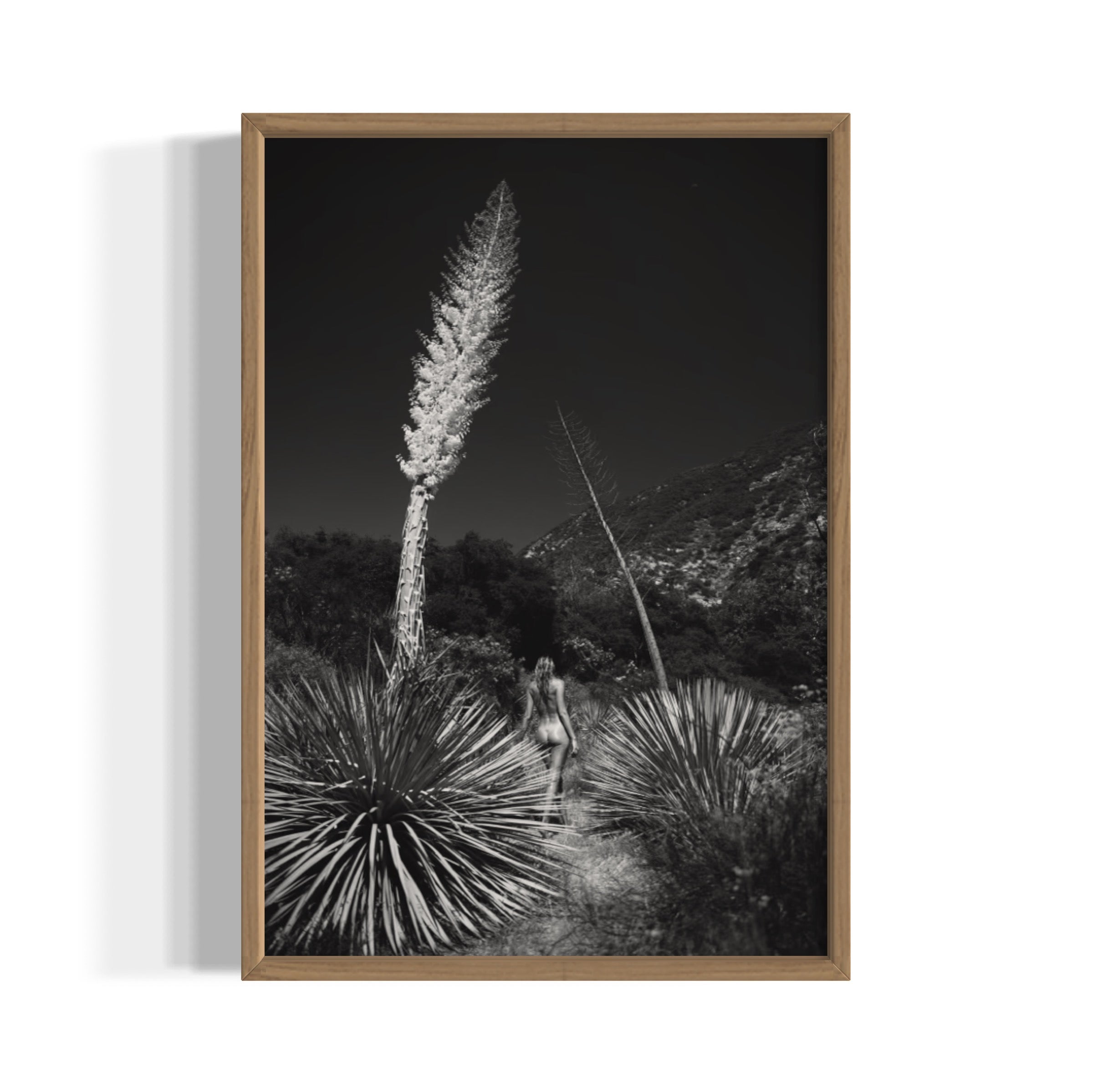 Agave Bloom - Wall of Venus