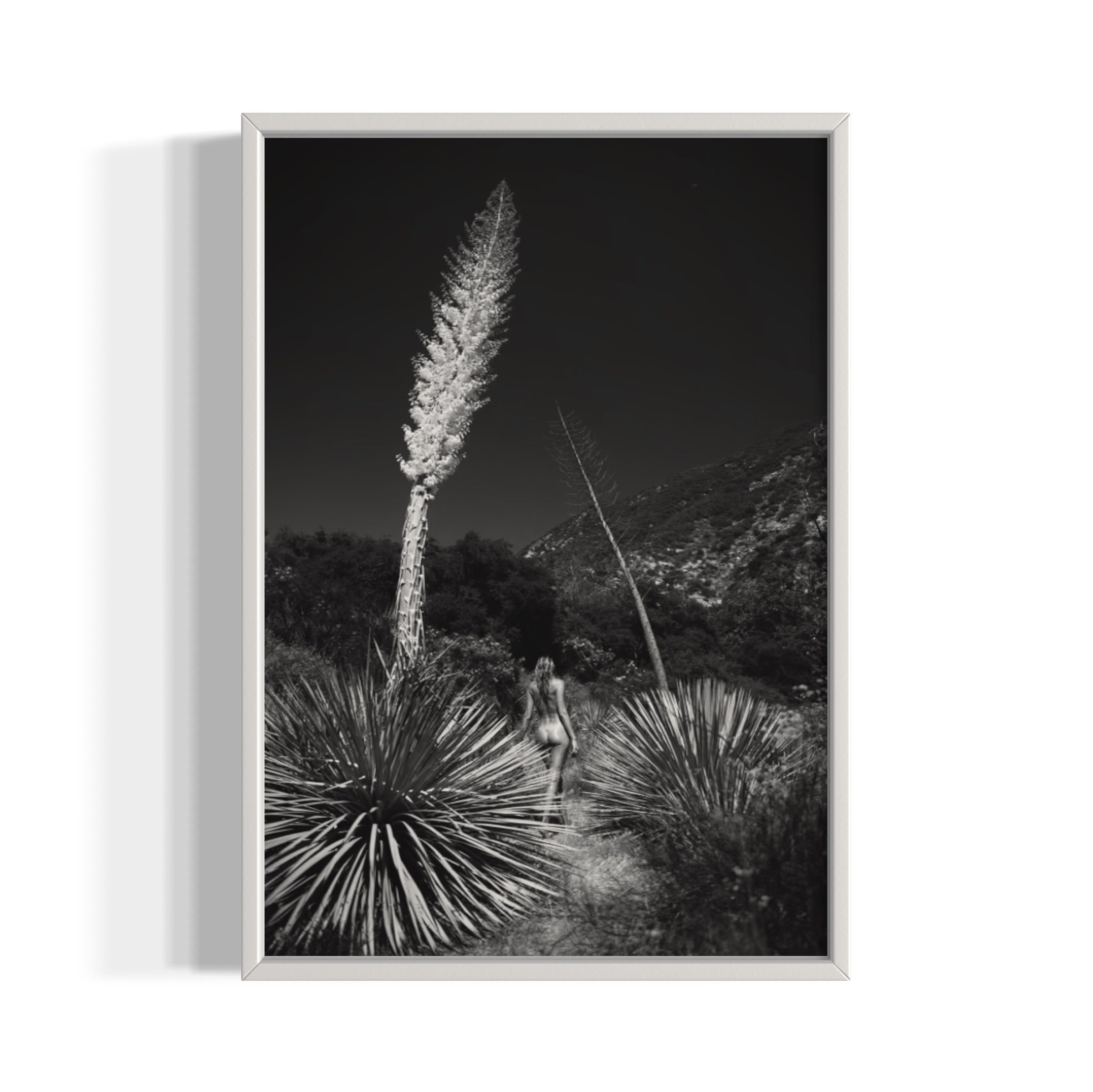 Agave Bloom - Wall of Venus
