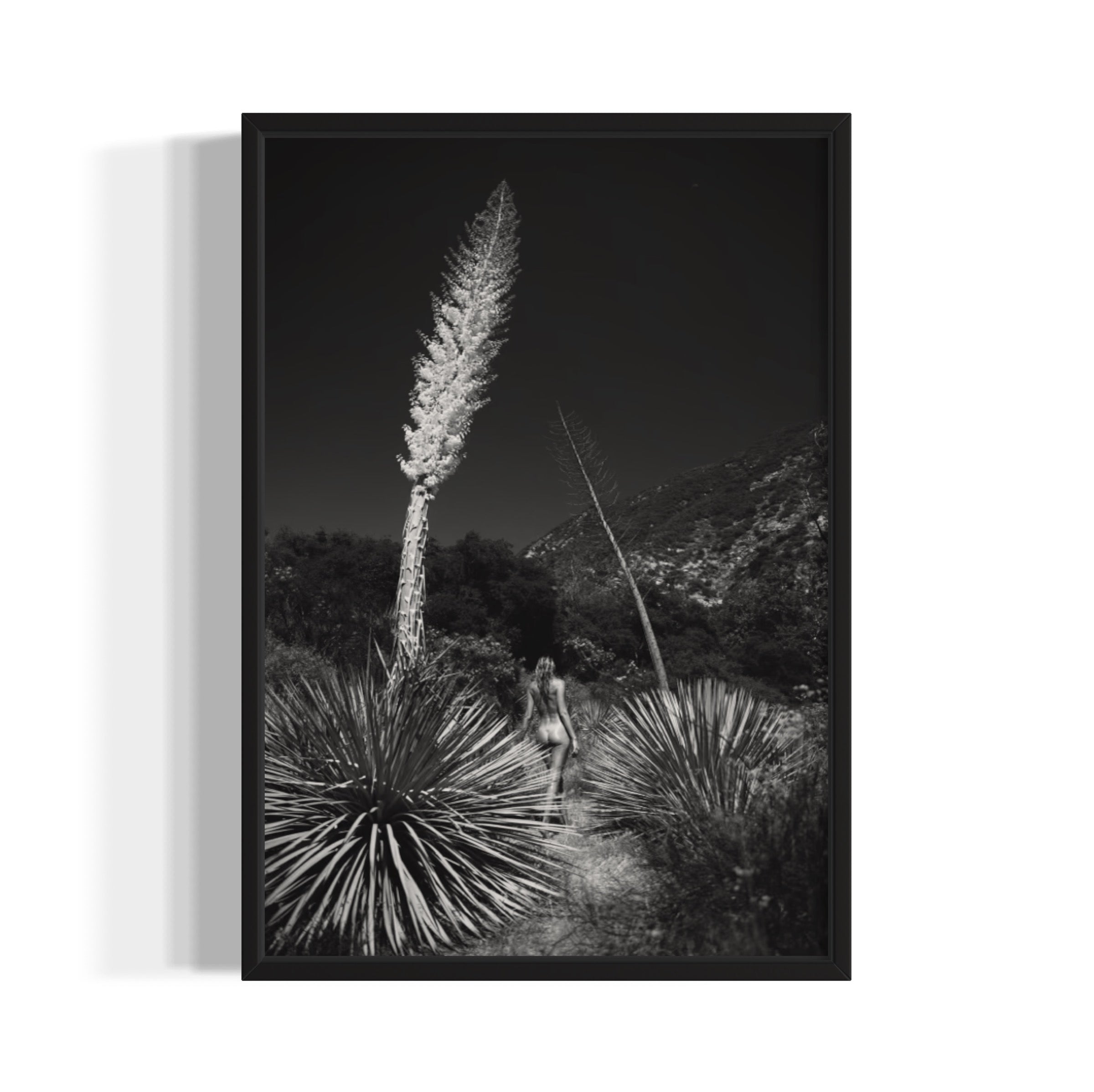 Agave Bloom - Wall of Venus