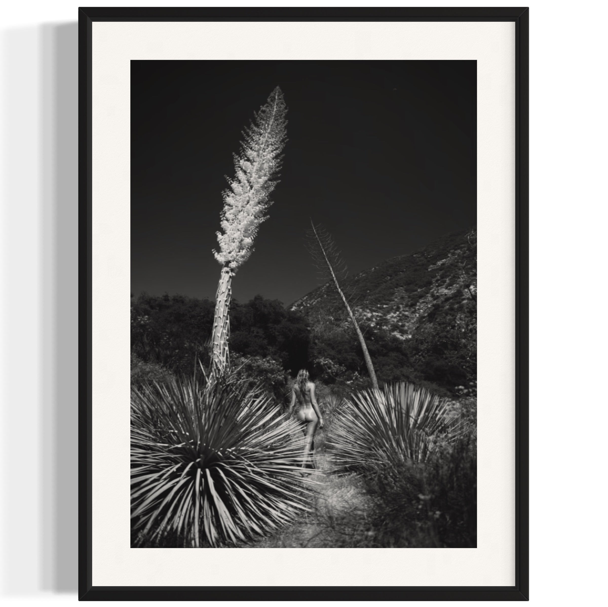 Agave Bloom - Wall of Venus