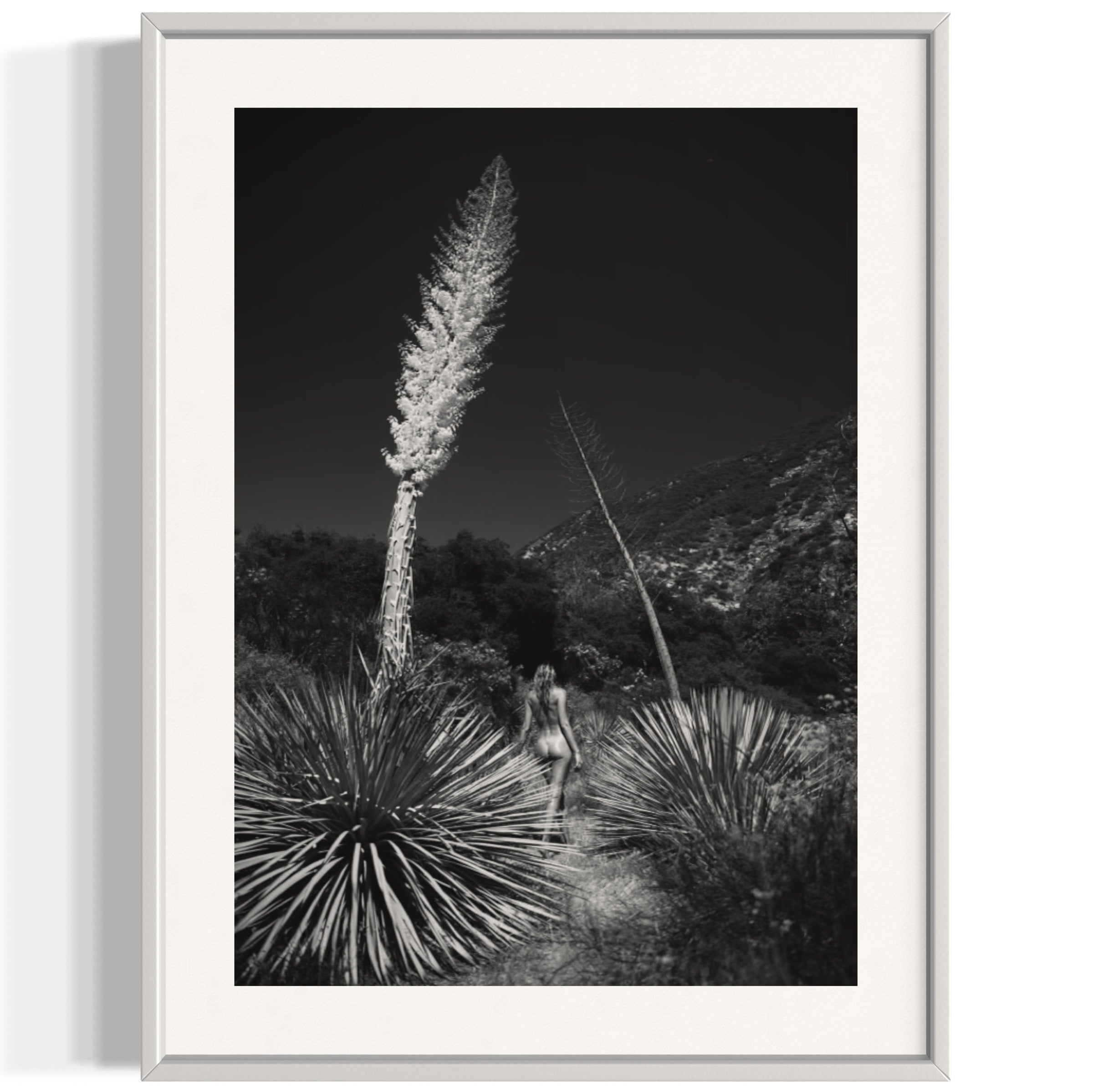 Agave Bloom - Wall of Venus