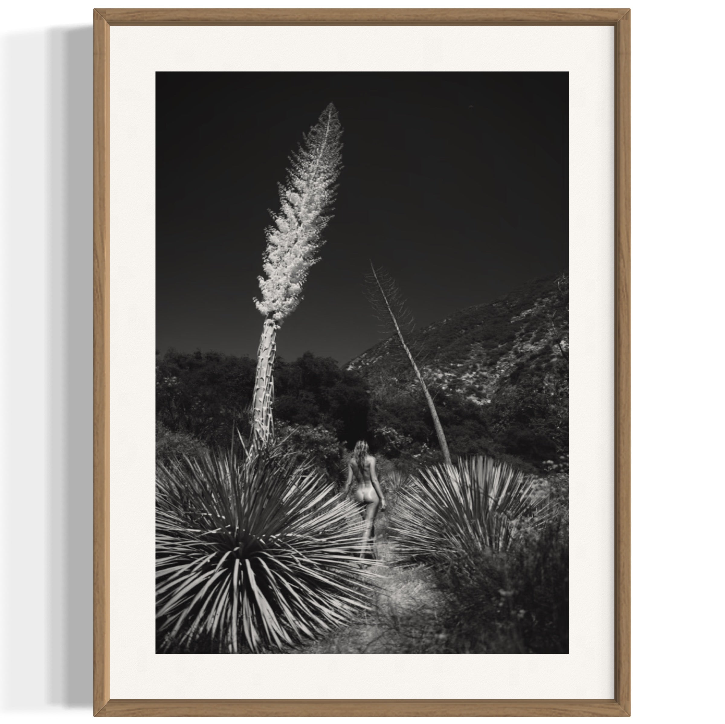 Agave Bloom - Wall of Venus