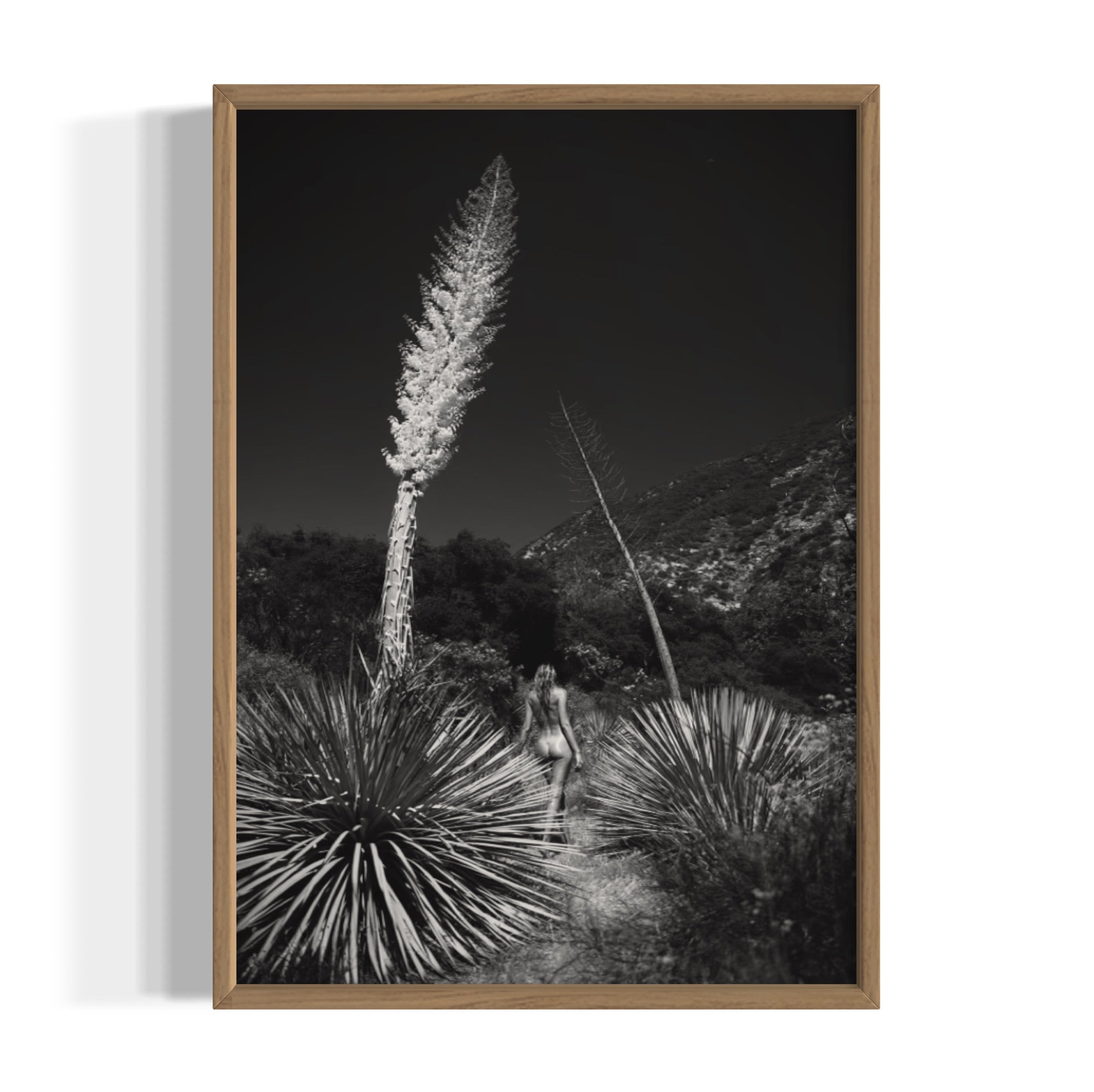 Agave Bloom - Wall of Venus