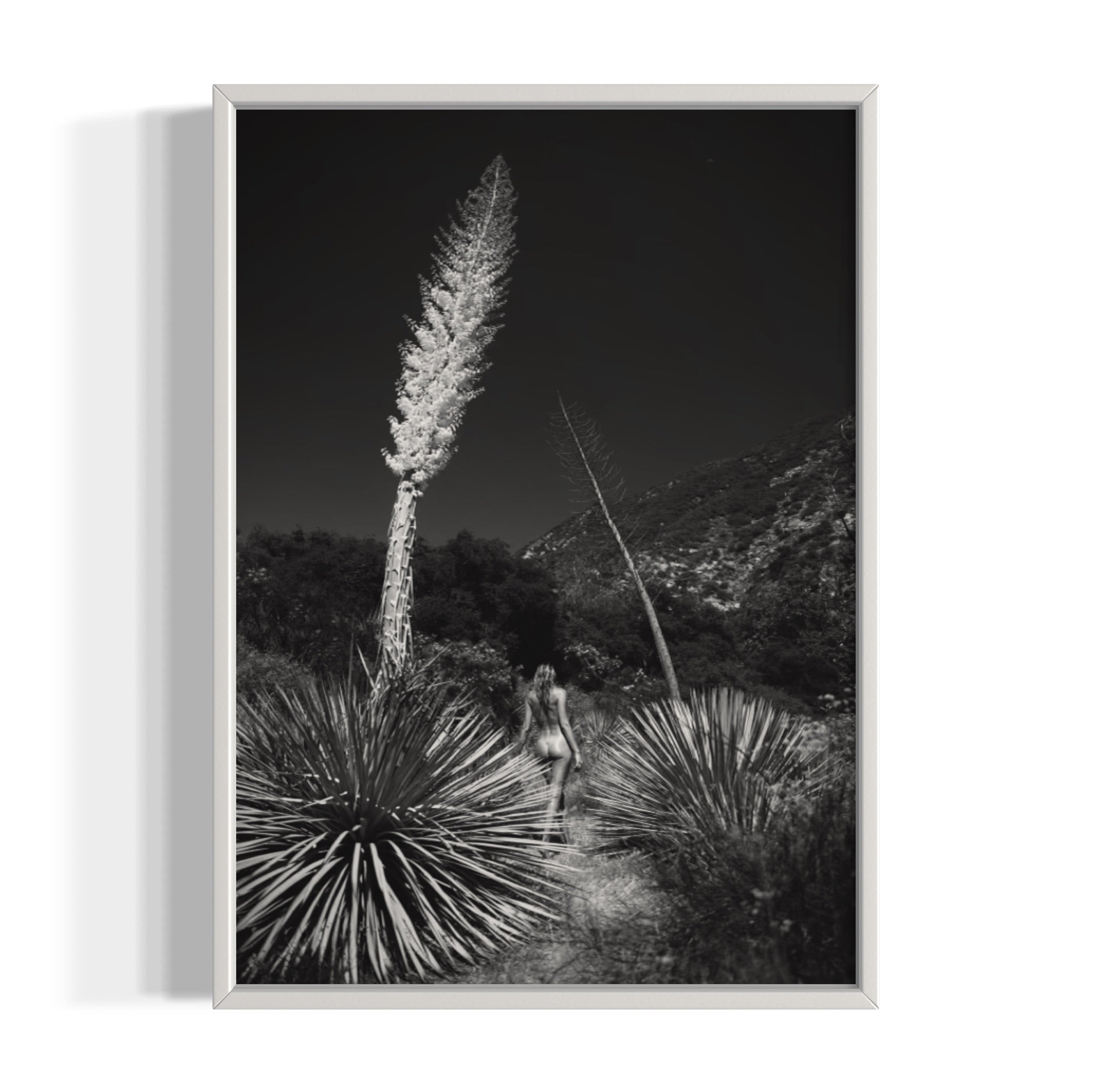 Agave Bloom - Wall of Venus