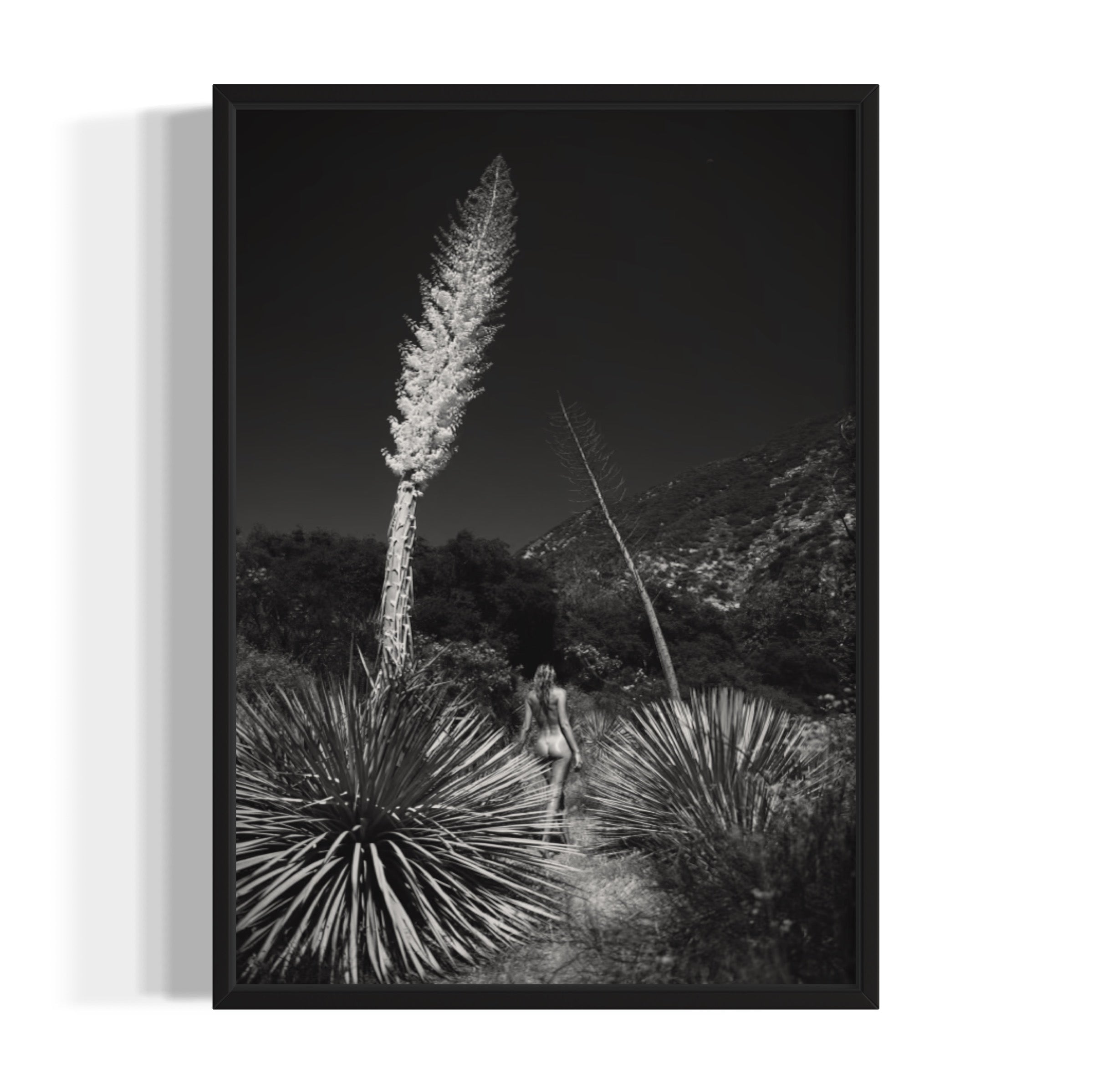 Agave Bloom - Wall of Venus