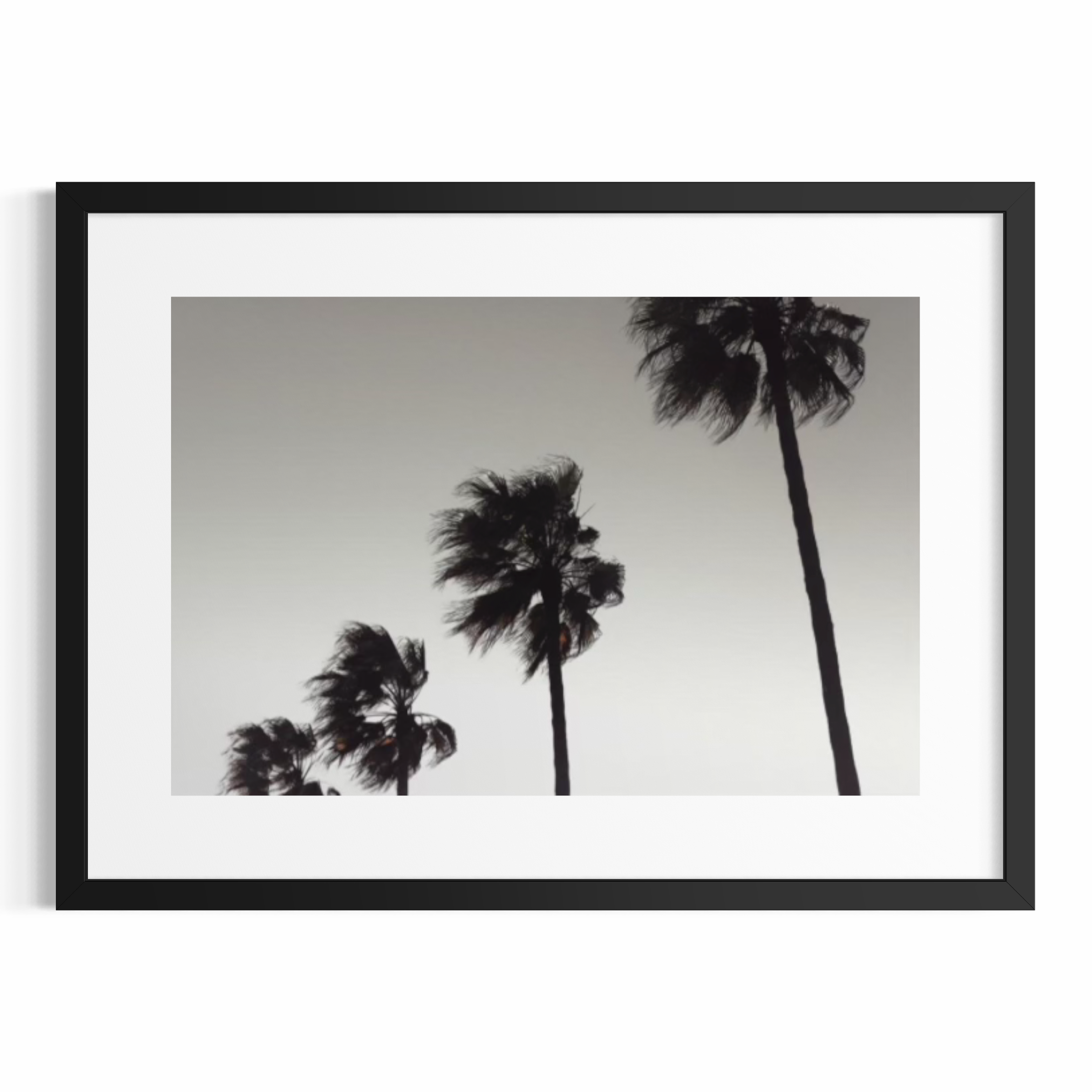 Palm 004