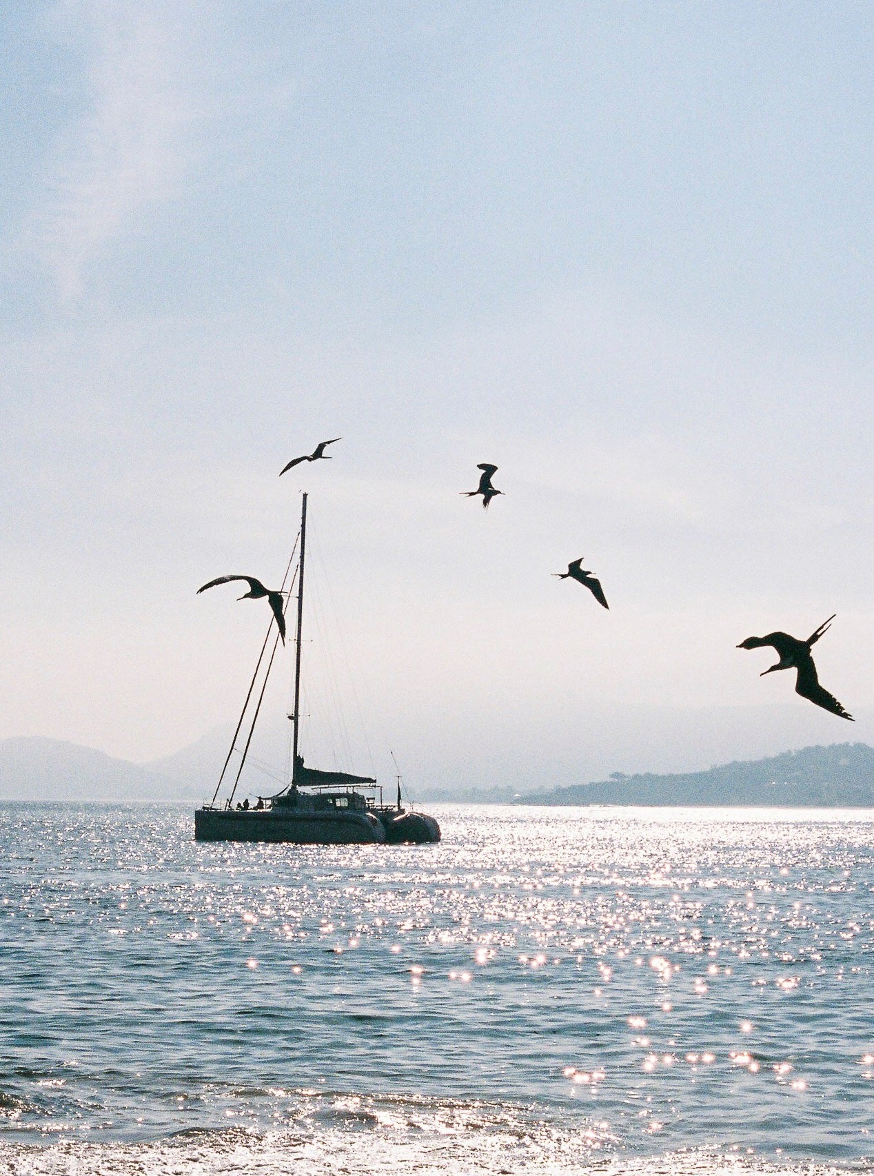 Morning Dive - Wall of Venus