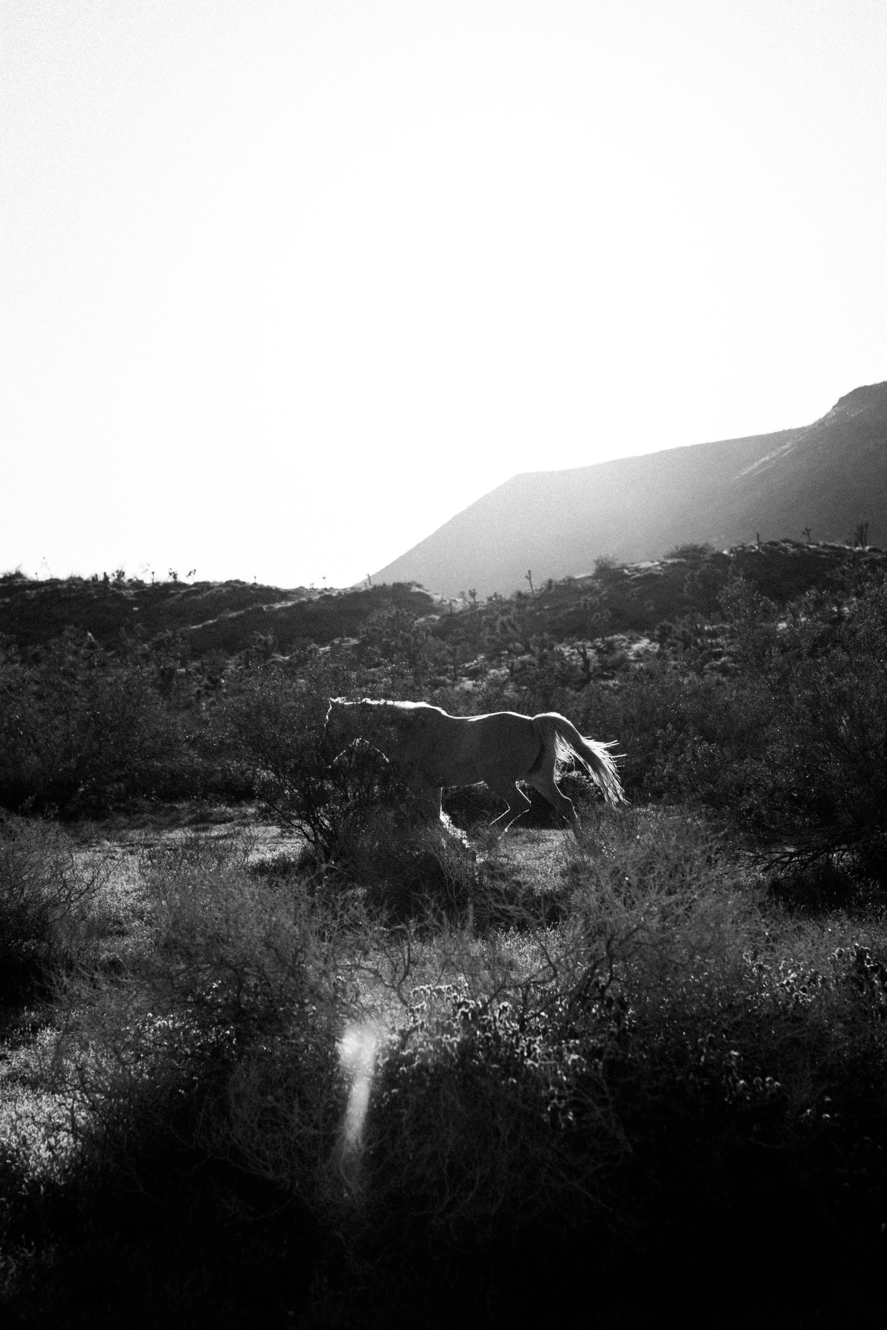 Lonesome Ridge - Wall of Venus