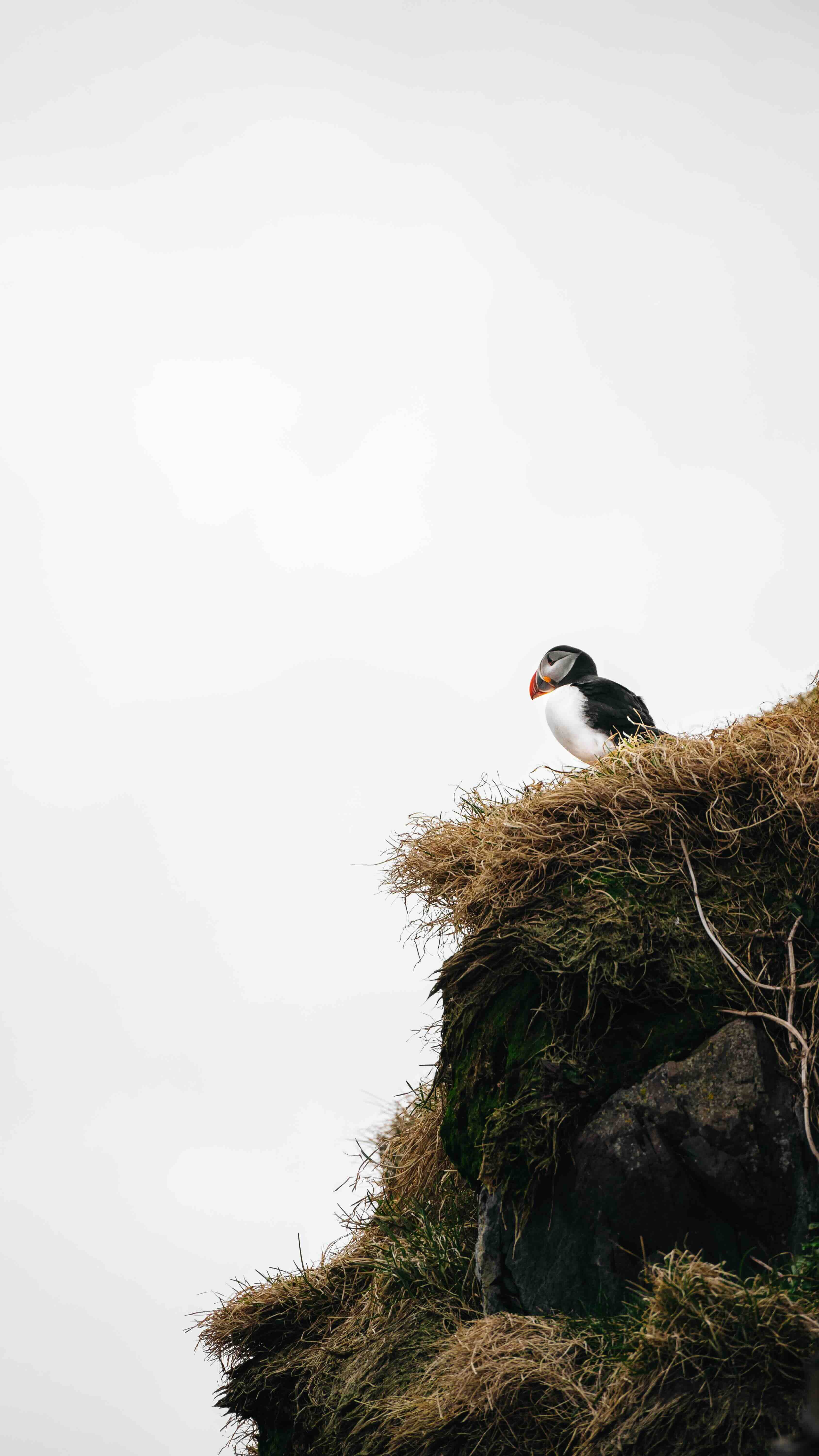 Puffin - Wall of Venus